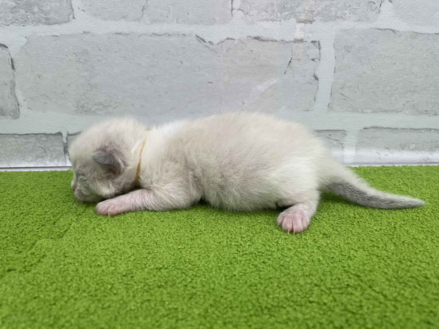 赤ちゃん写真1-2