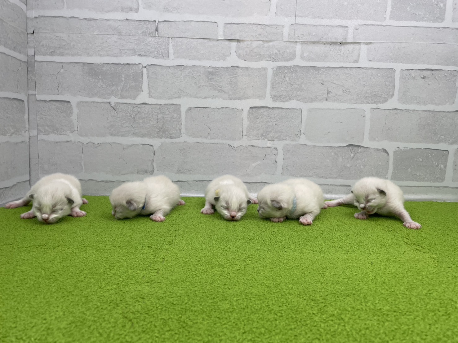 赤ちゃん写真1-3