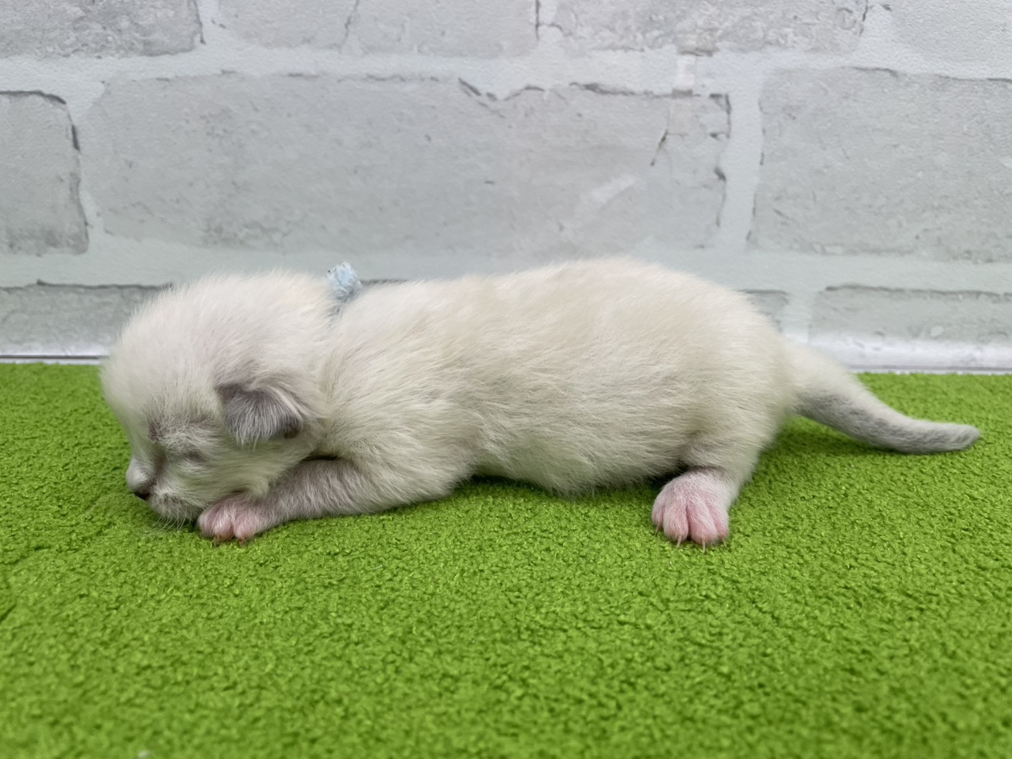赤ちゃん写真1-2