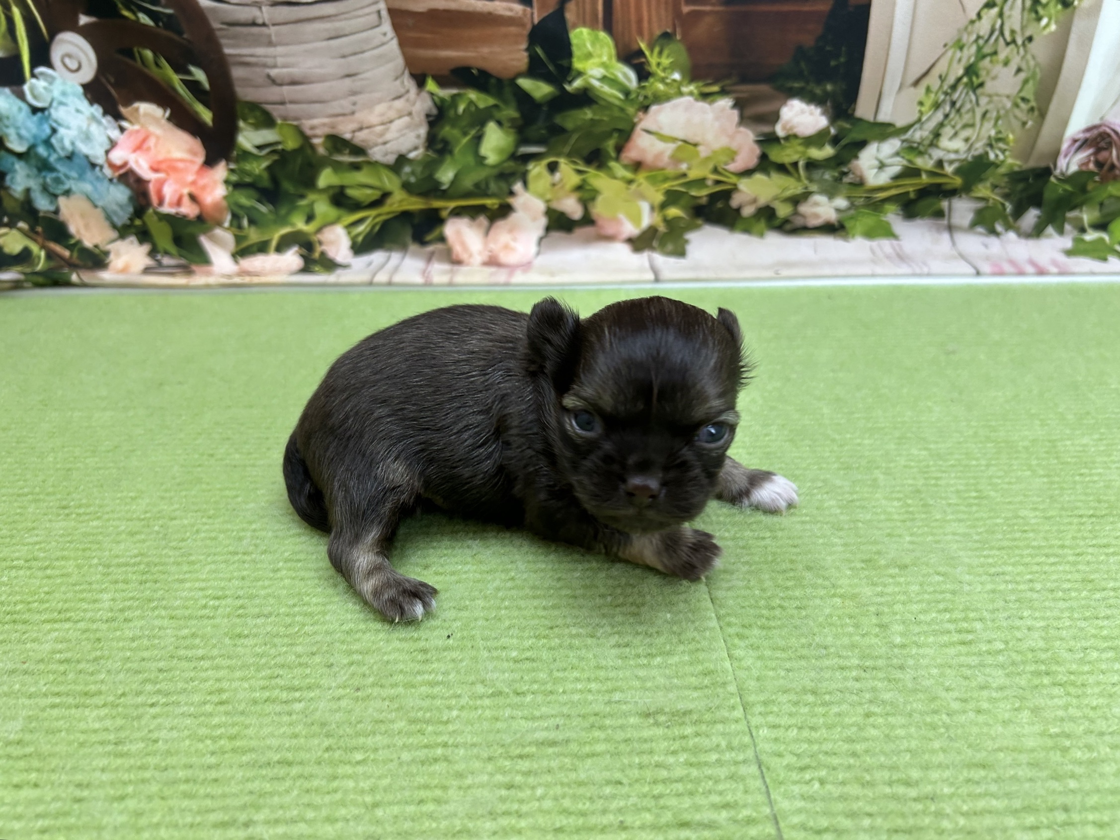 赤ちゃん写真1-2
