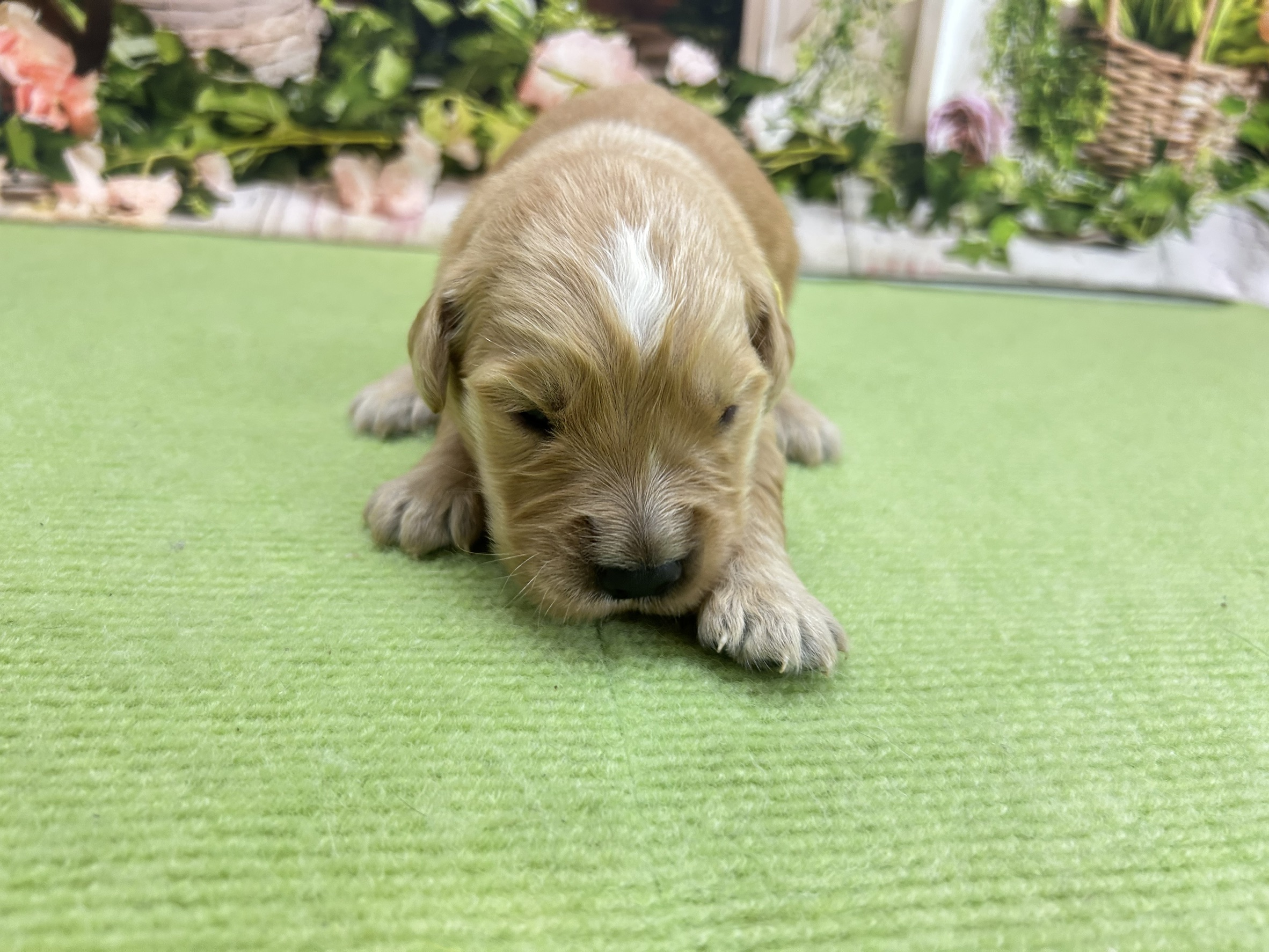 ゴールデン・レトリバー