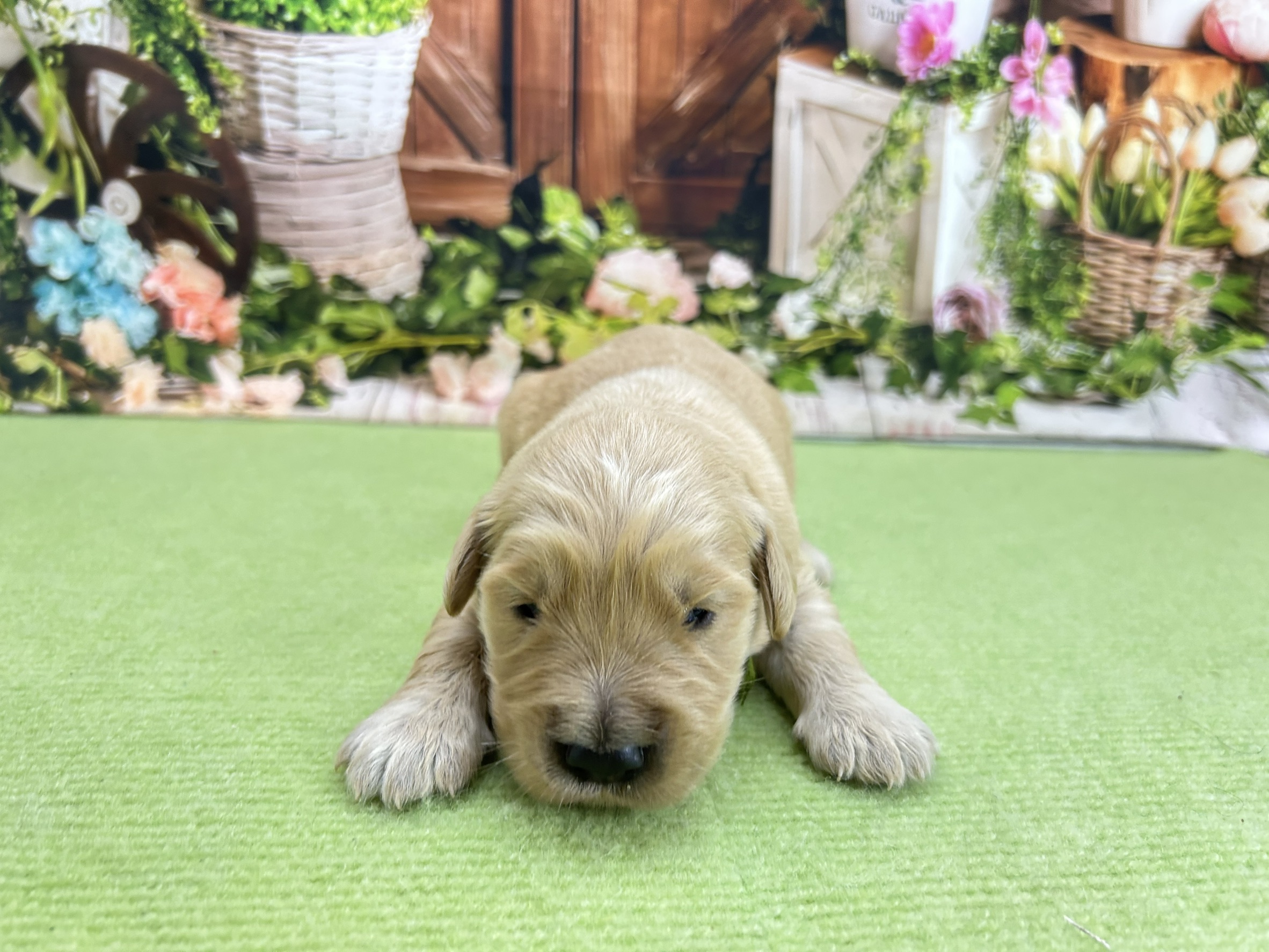 ゴールデン・レトリバー