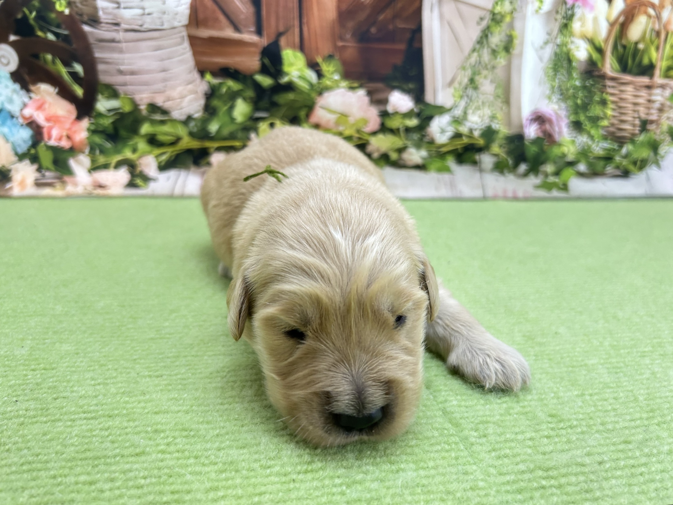 ゴールデン・レトリバー