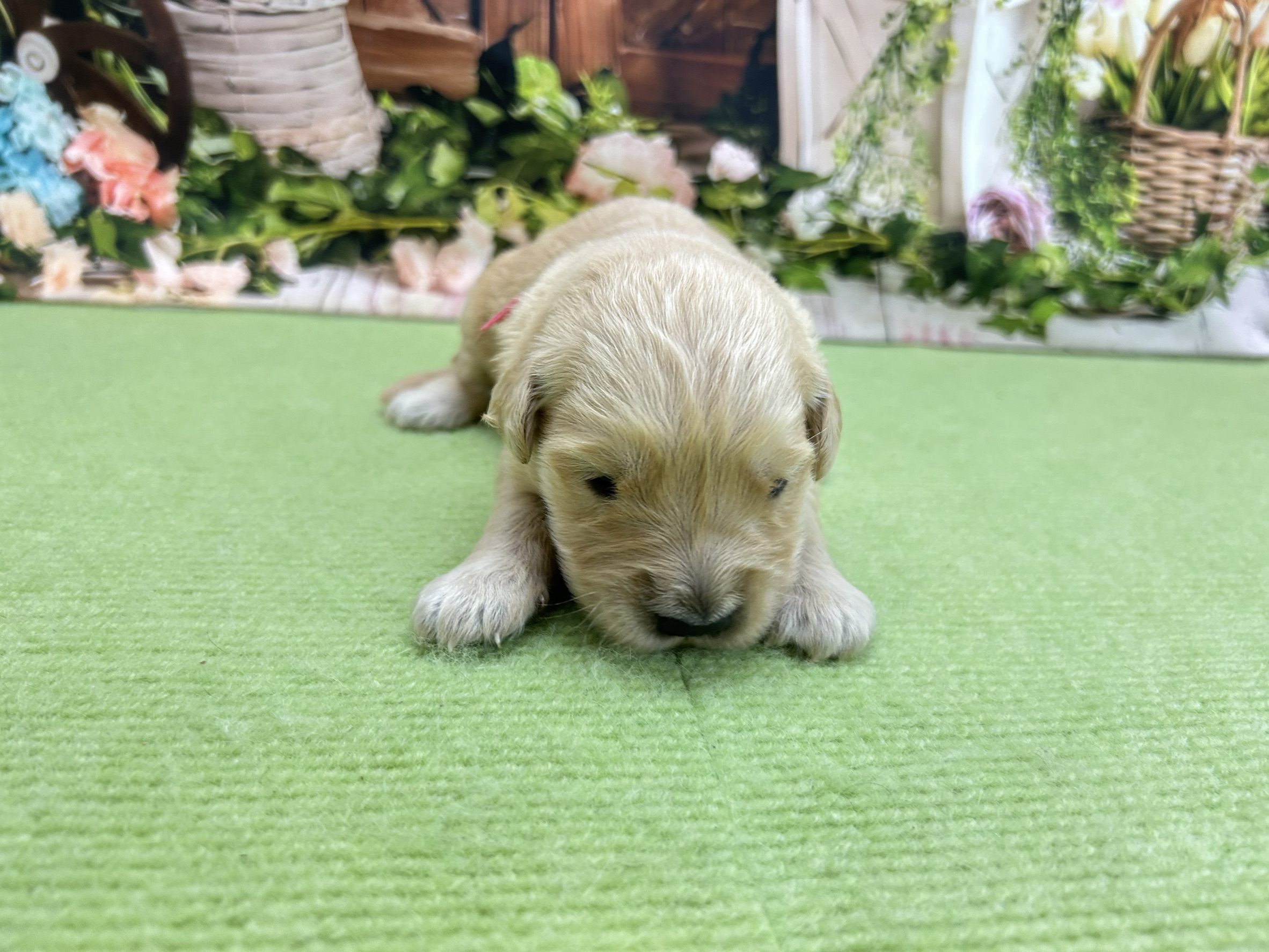 ゴールデン・レトリバー