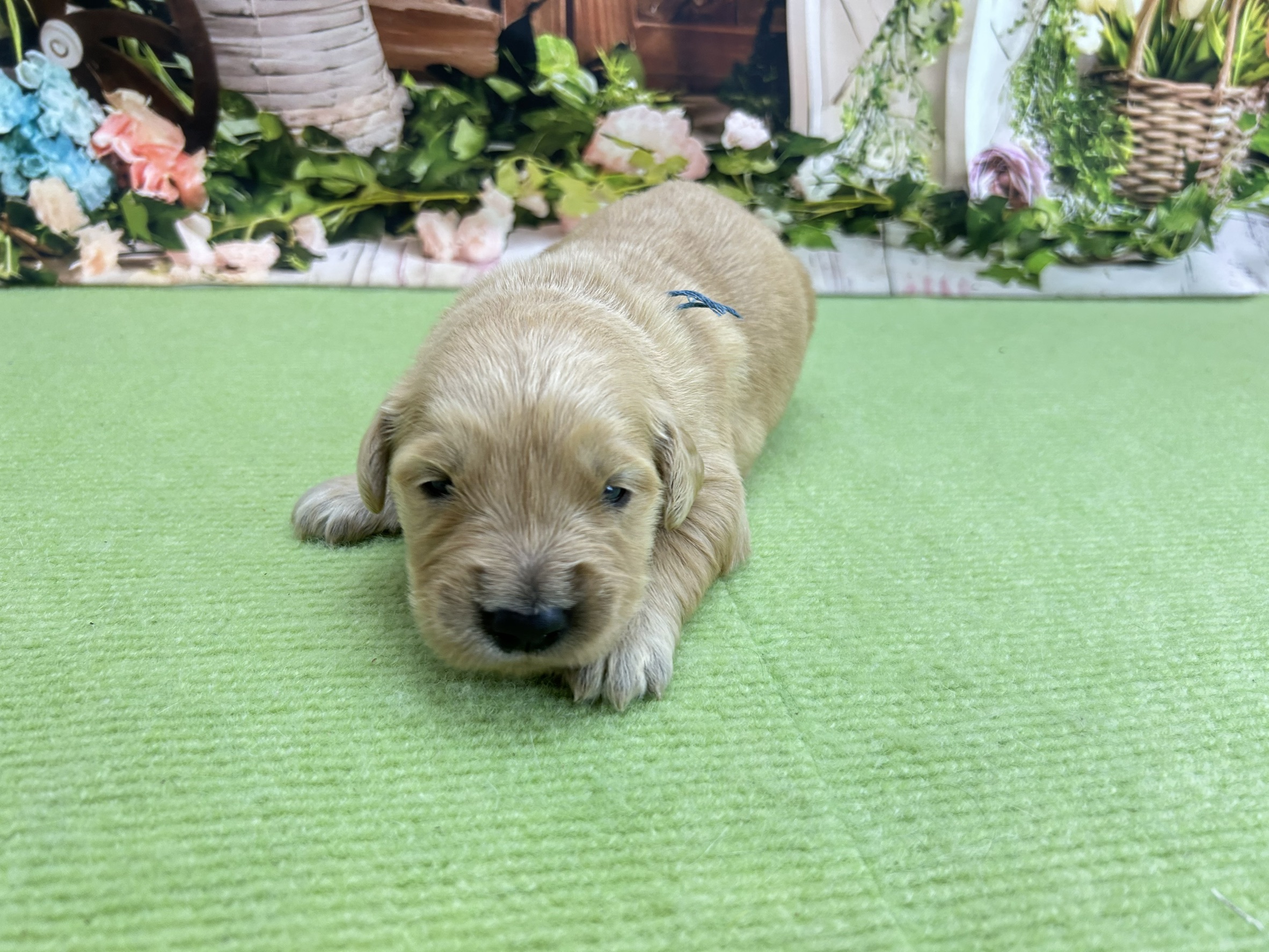 ゴールデン・レトリバー