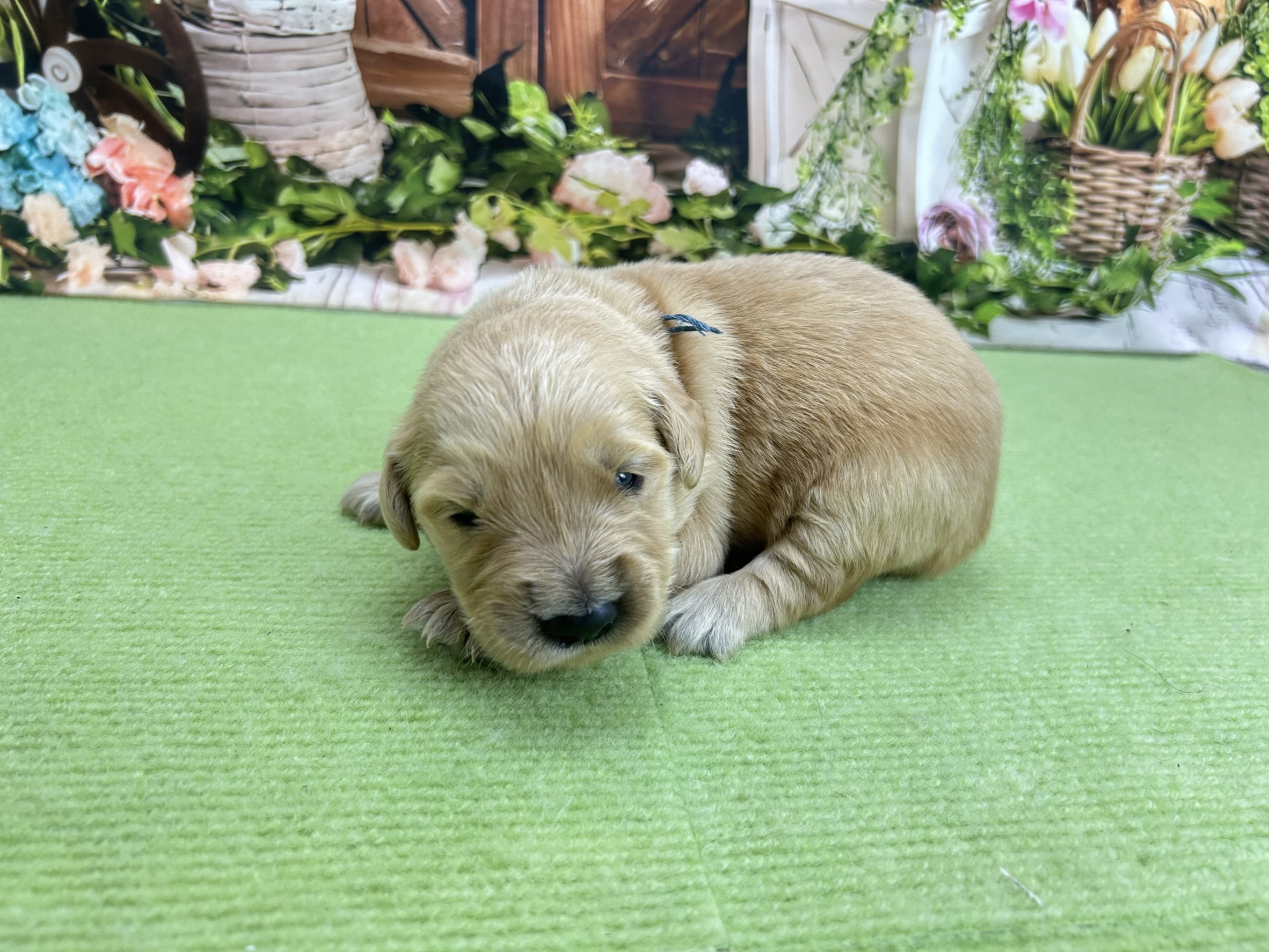 赤ちゃん写真1-2
