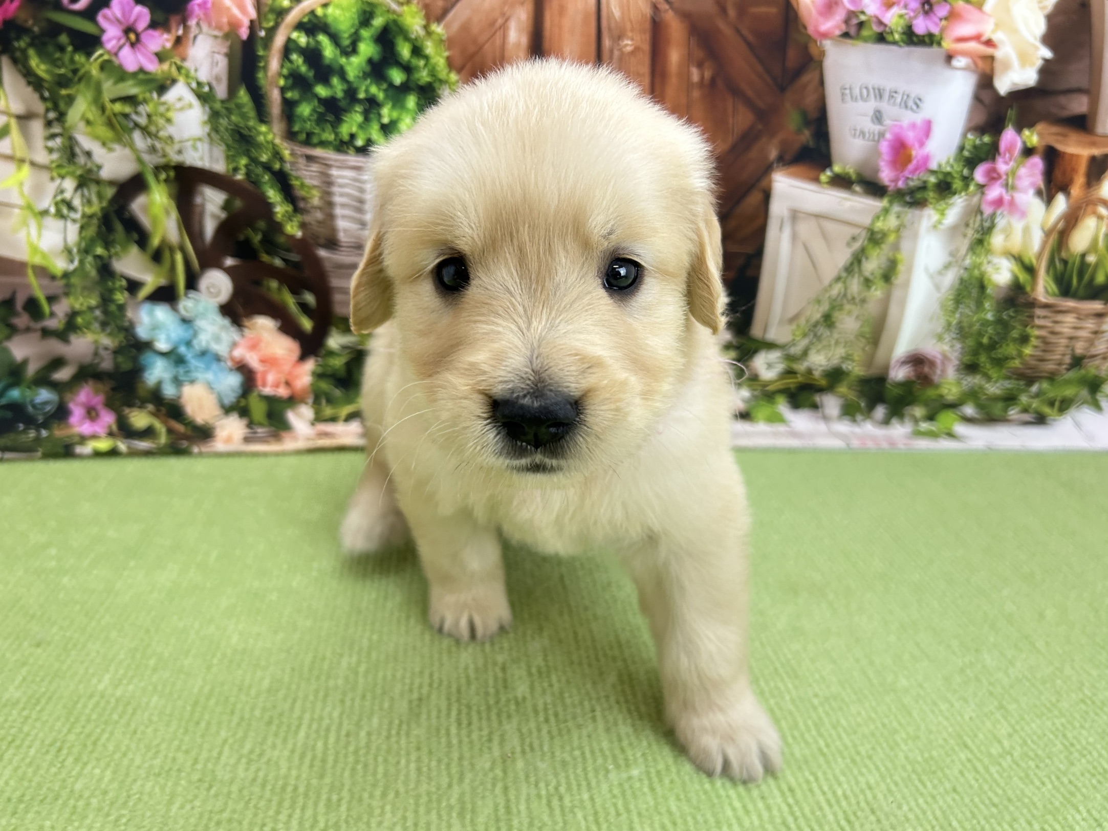 赤ちゃん写真2-1