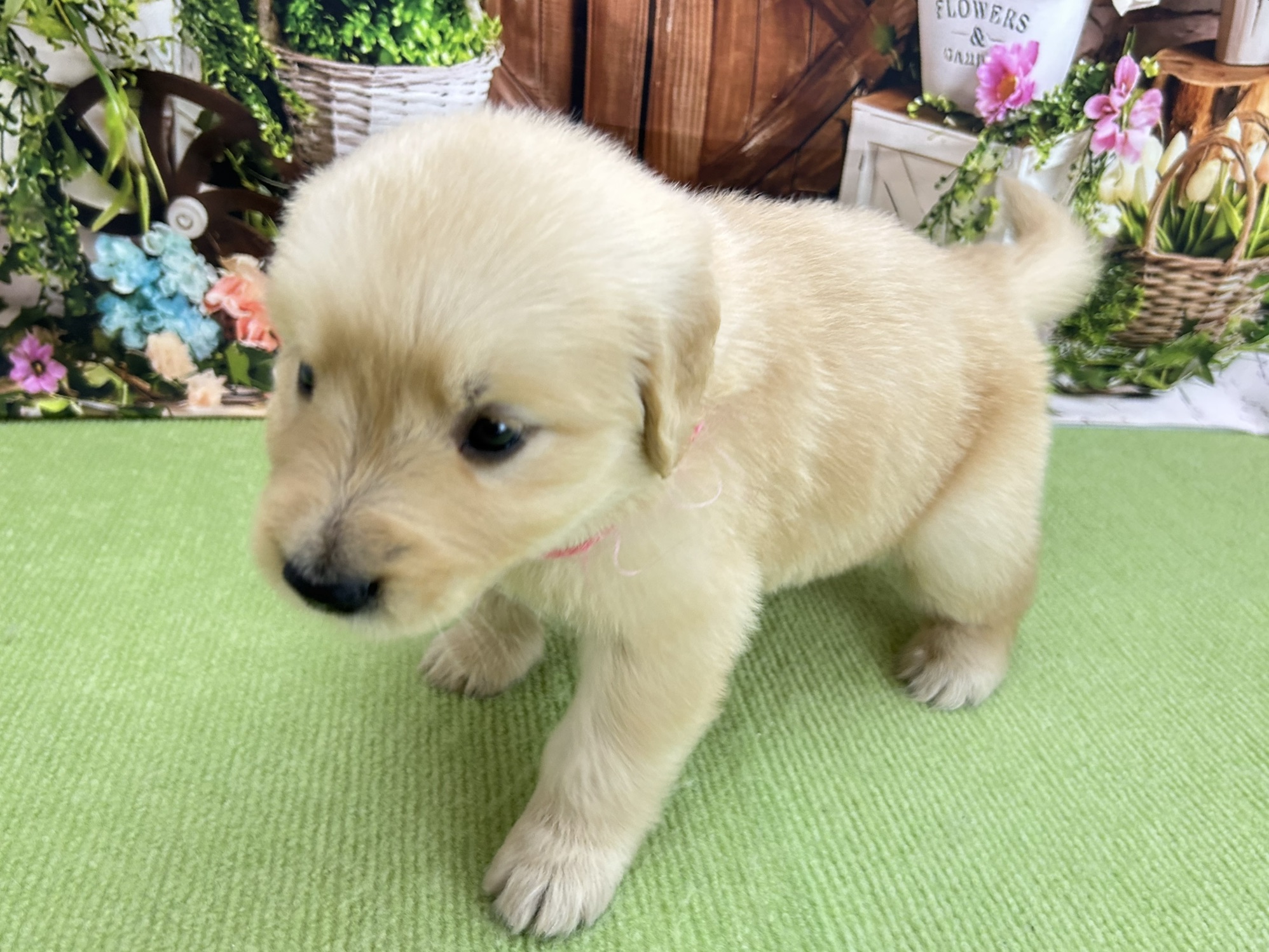 赤ちゃん写真2-2