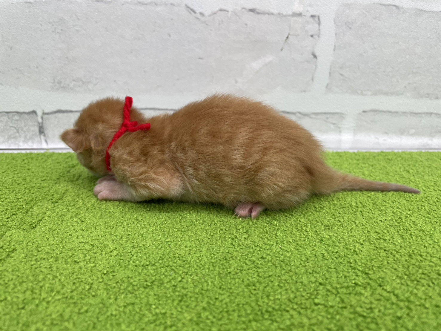 赤ちゃん写真1-2