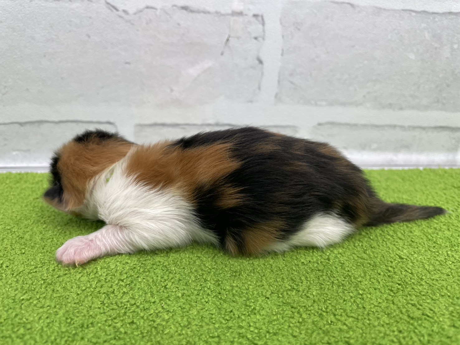 赤ちゃん写真1-2