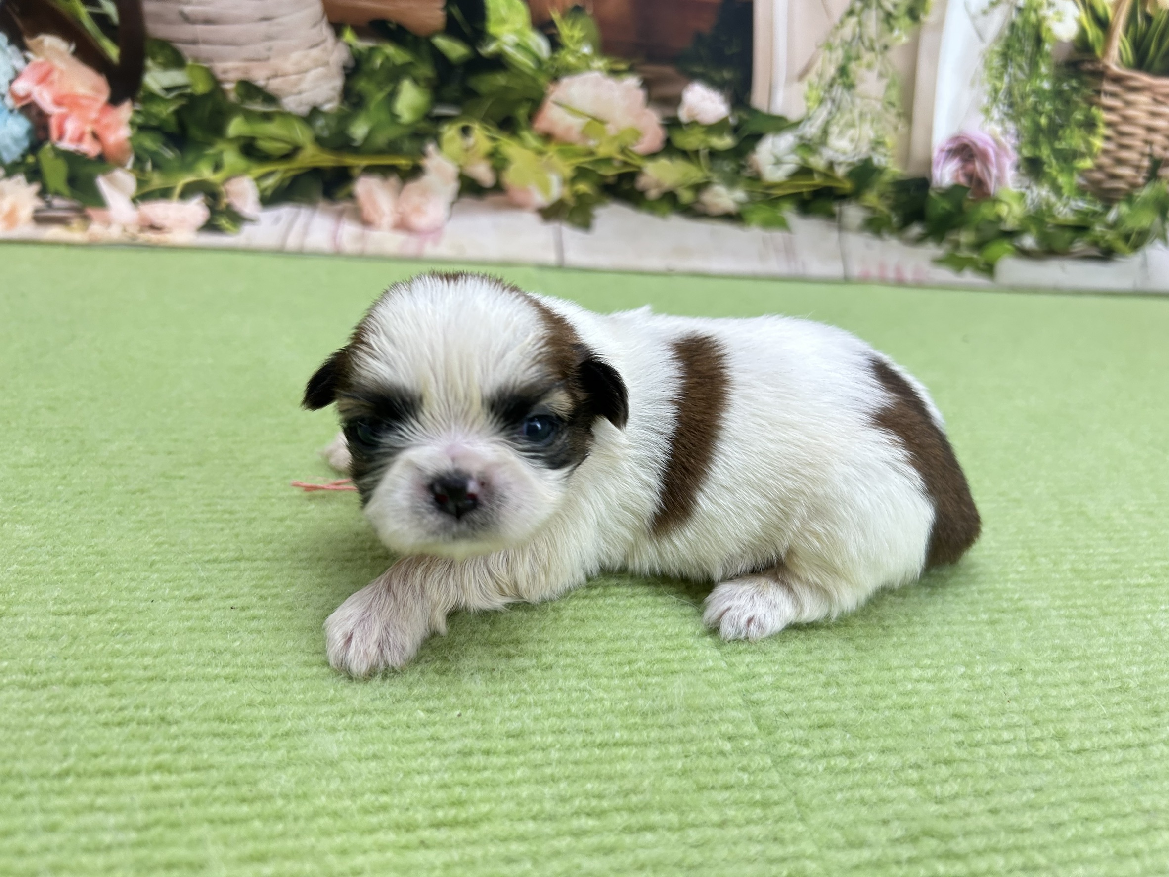 赤ちゃん写真1-2