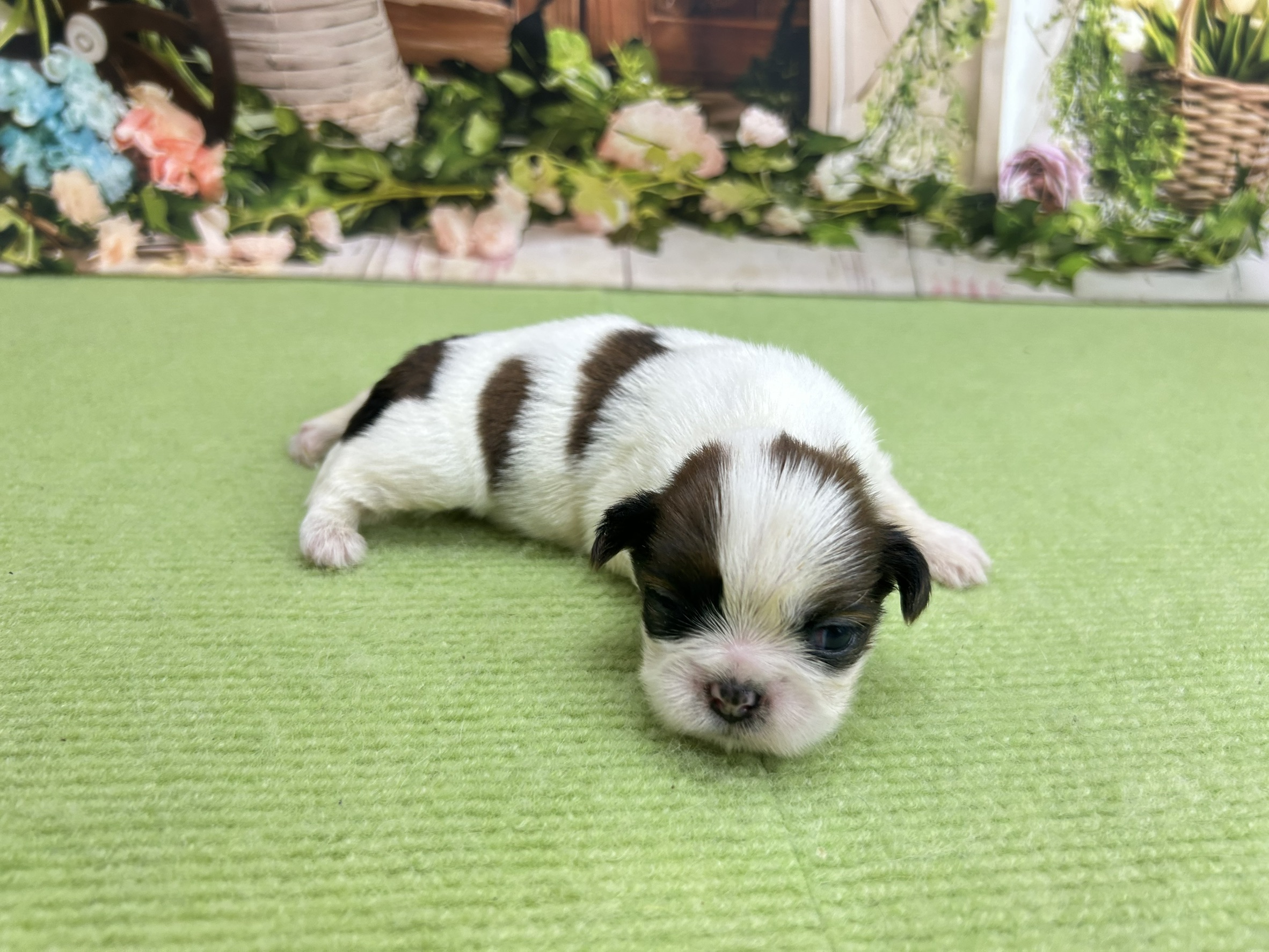 赤ちゃん写真1-2