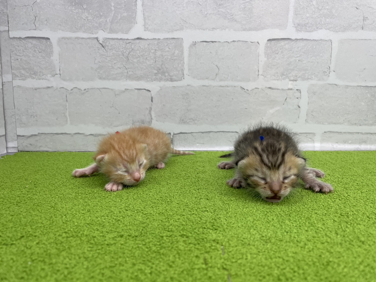 赤ちゃん写真1-3