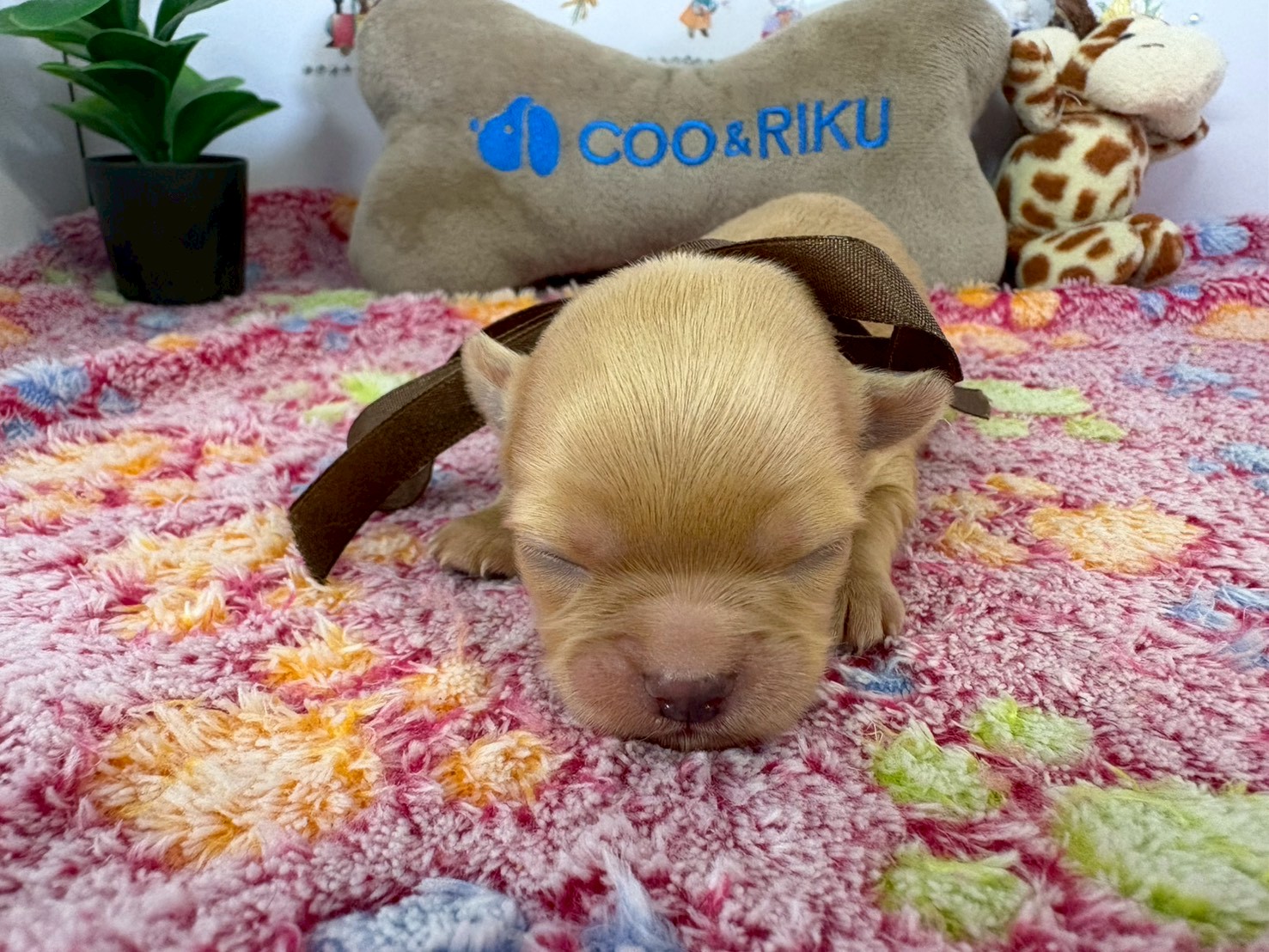 チワワ（ロングコート）