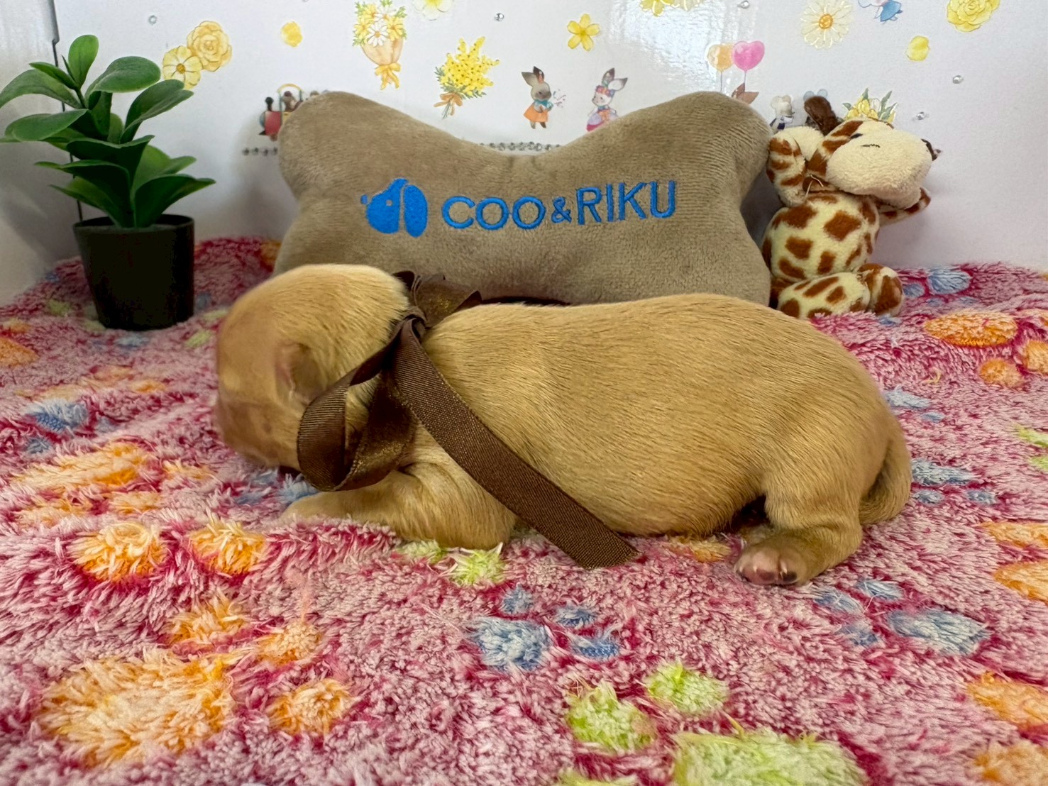 赤ちゃん写真1-2