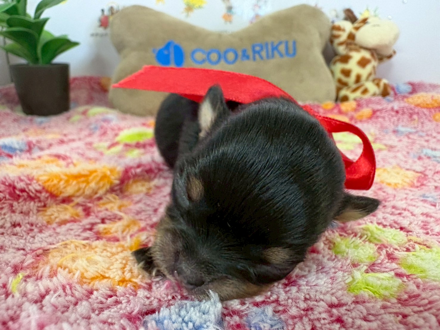 チワワ（ロングコート）