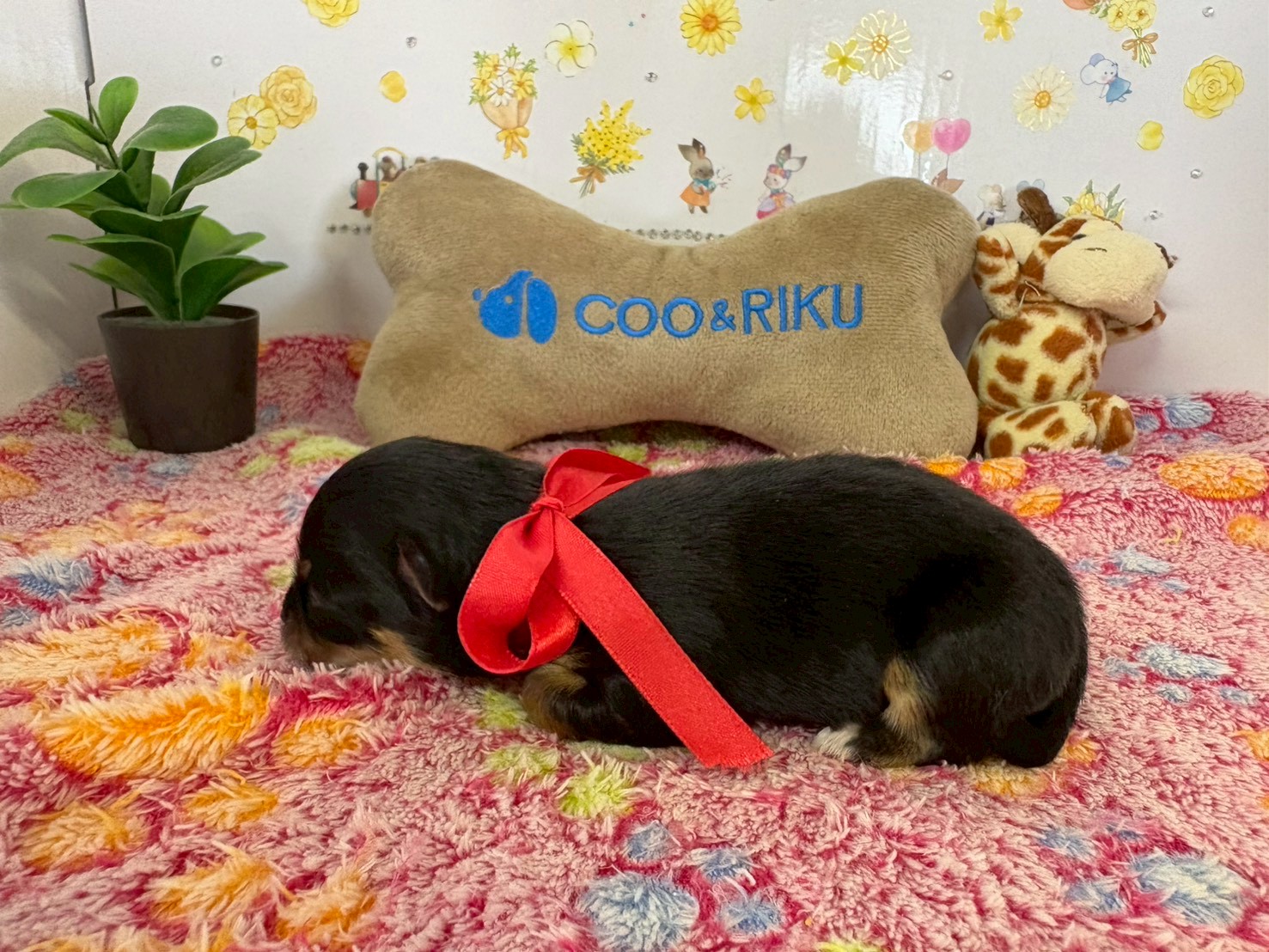 赤ちゃん写真1-2