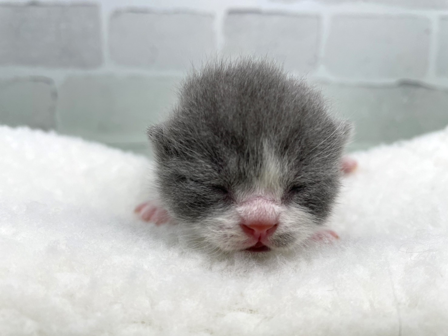 ブリティッシュショートヘアー