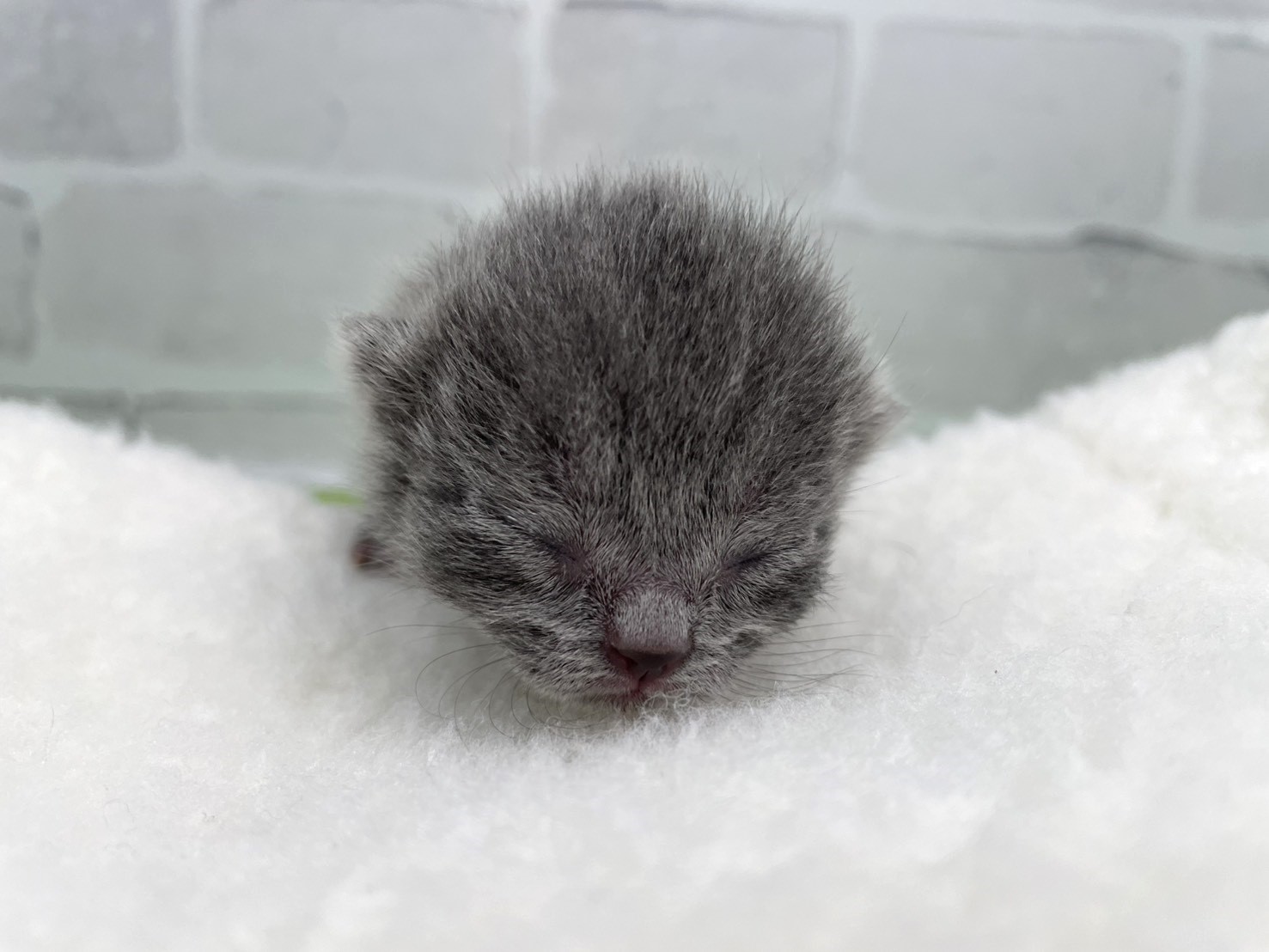 ブリティッシュショートヘアー