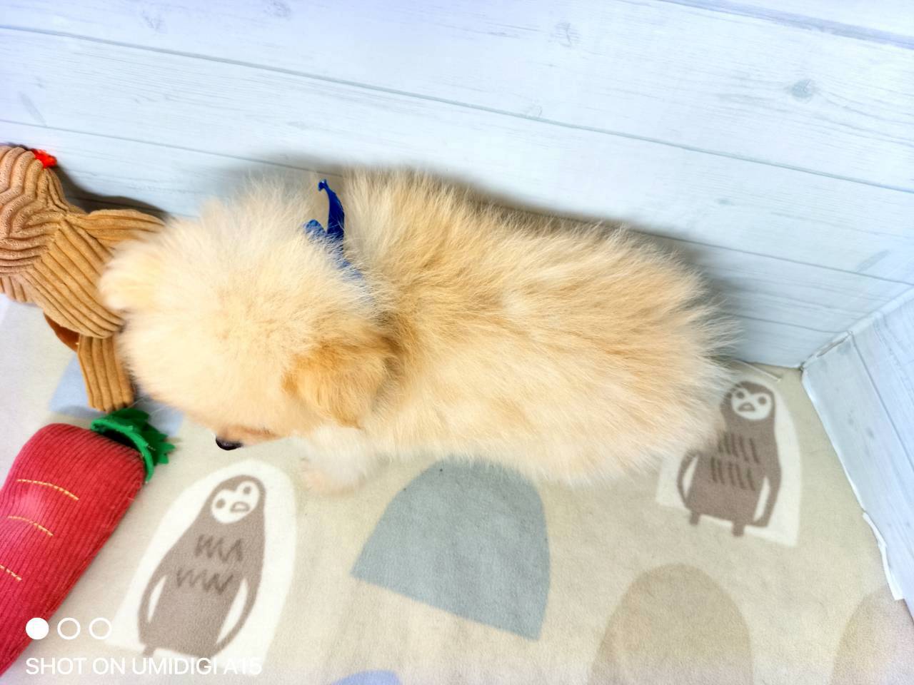 赤ちゃん写真3-3