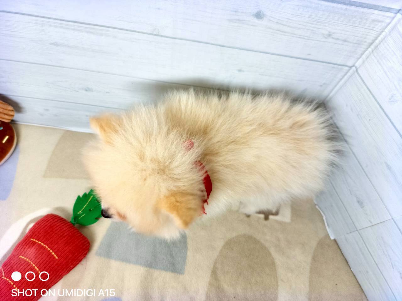 赤ちゃん写真3-3