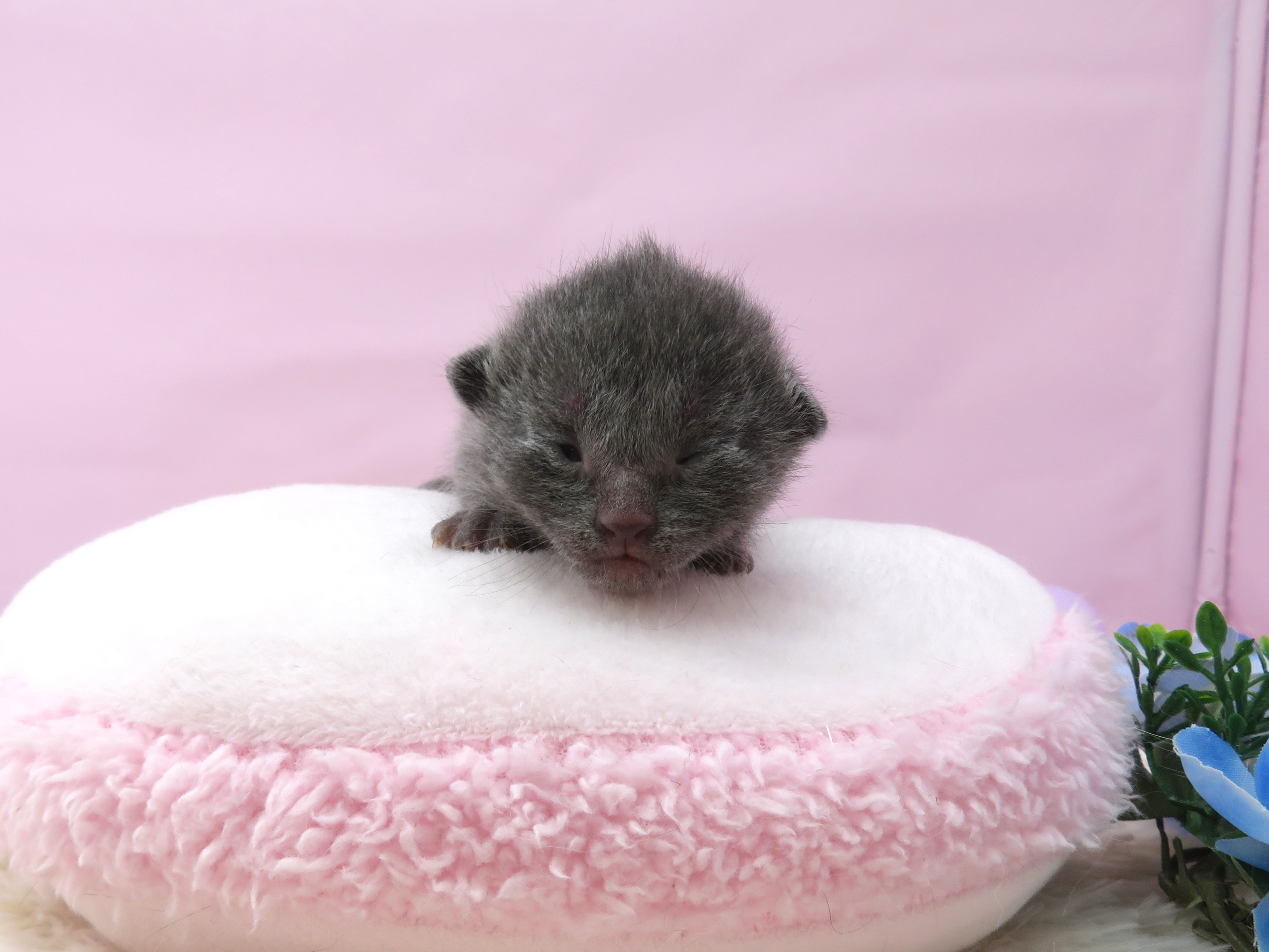 ロシアンブルー