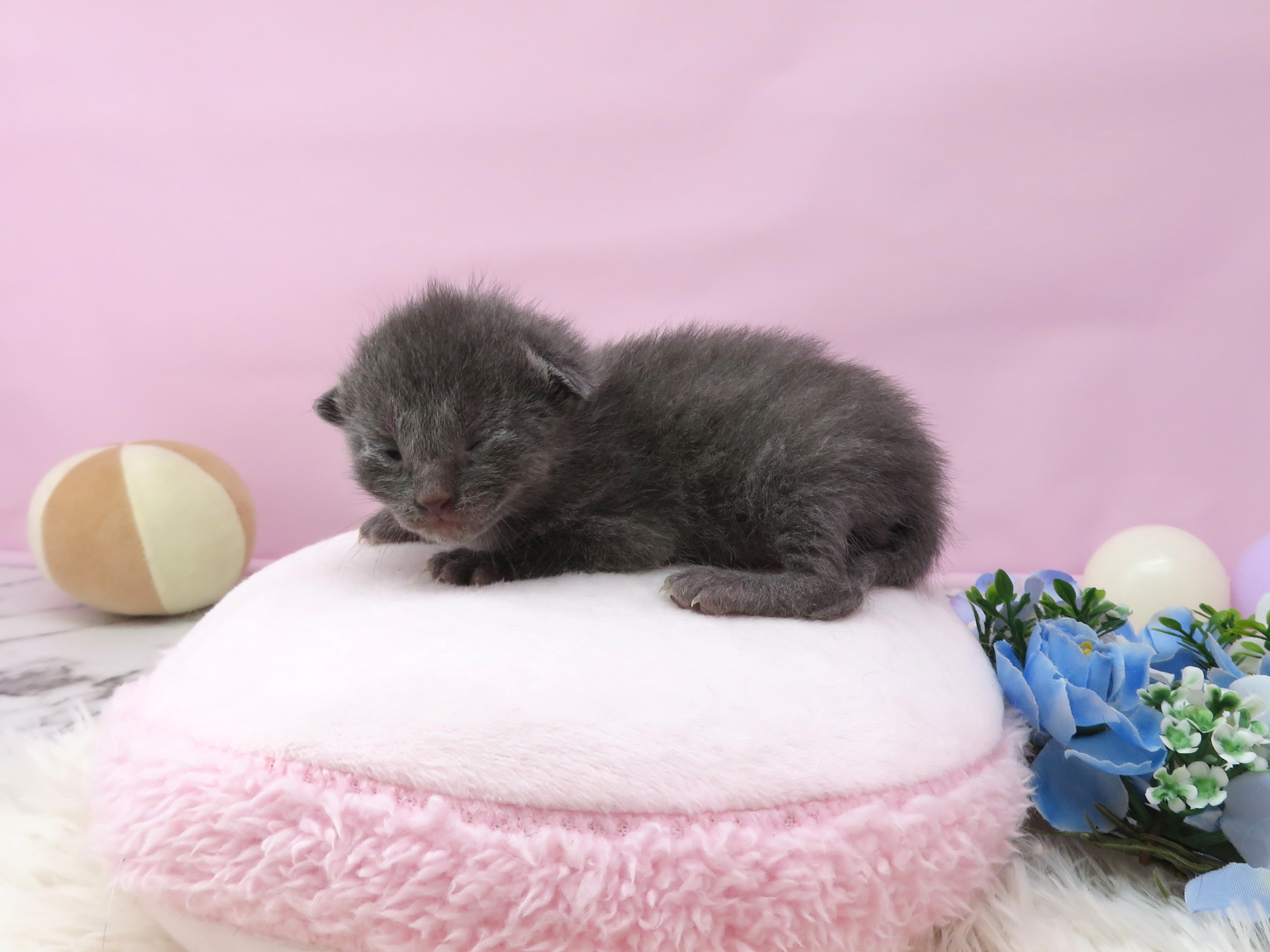赤ちゃん写真1-2