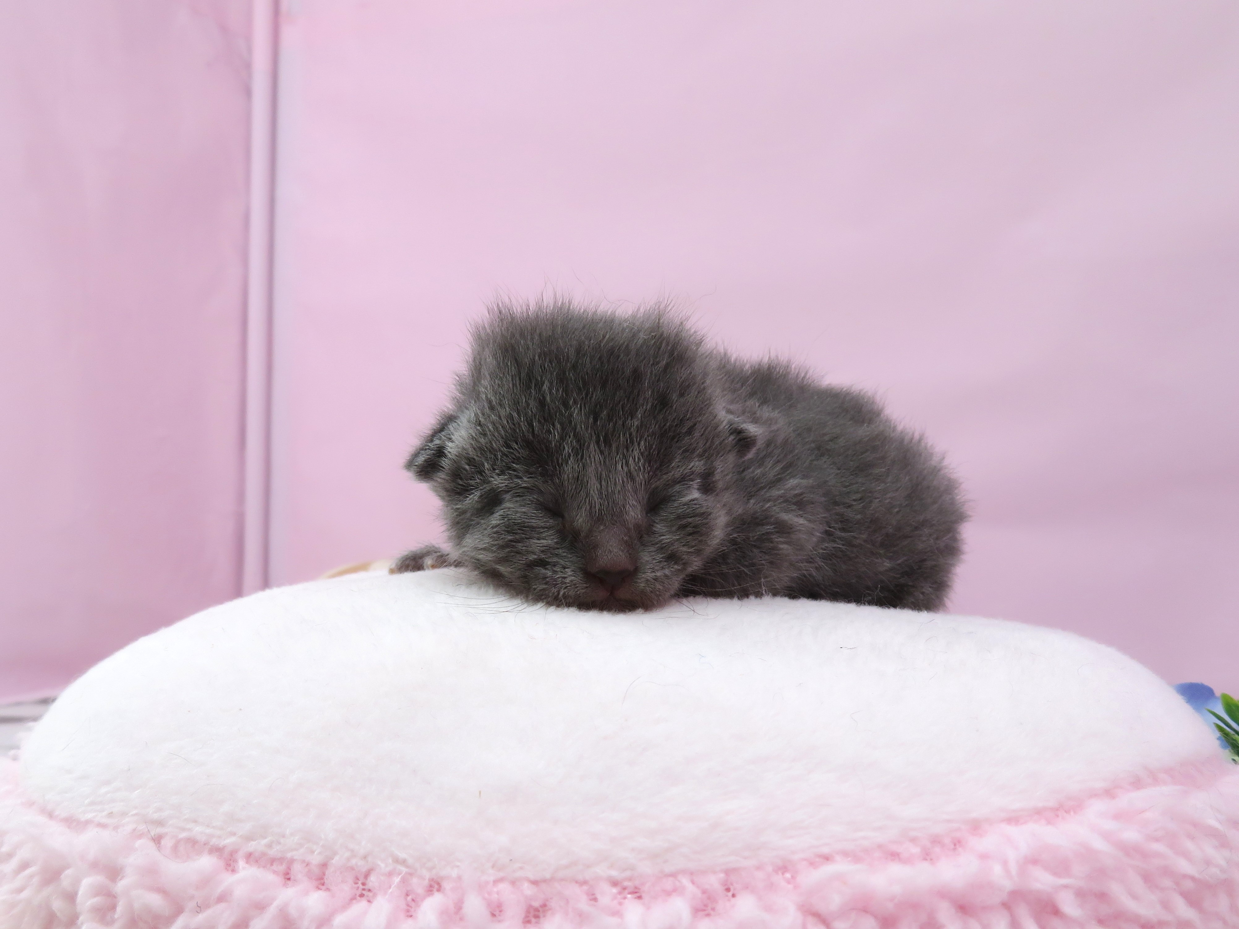 ロシアンブルー