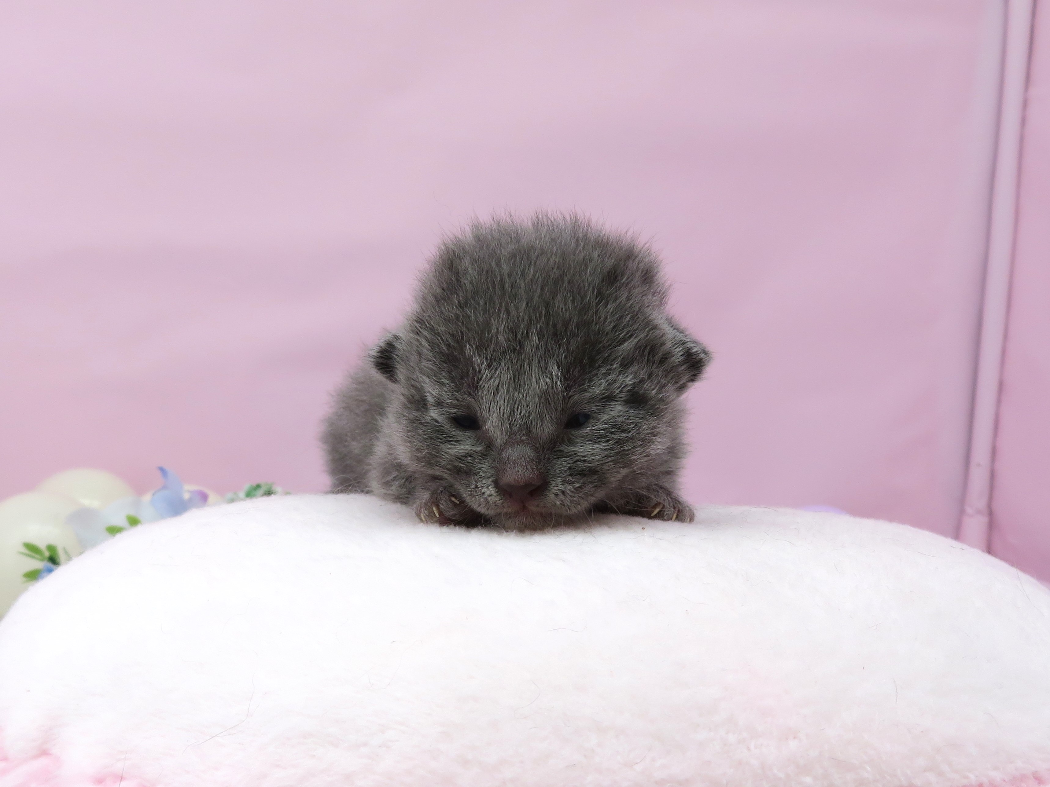 ロシアンブルー