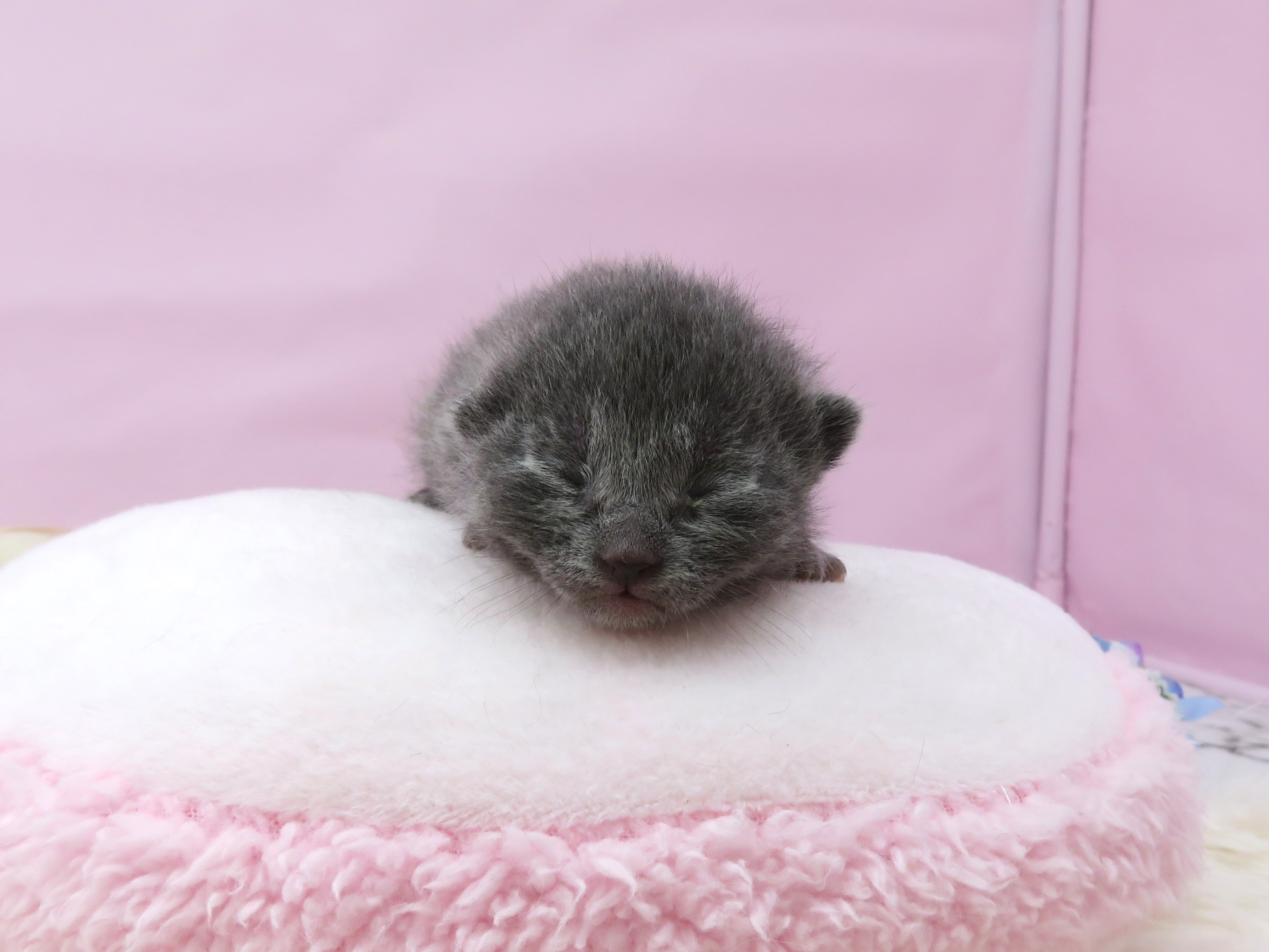 ロシアンブルー