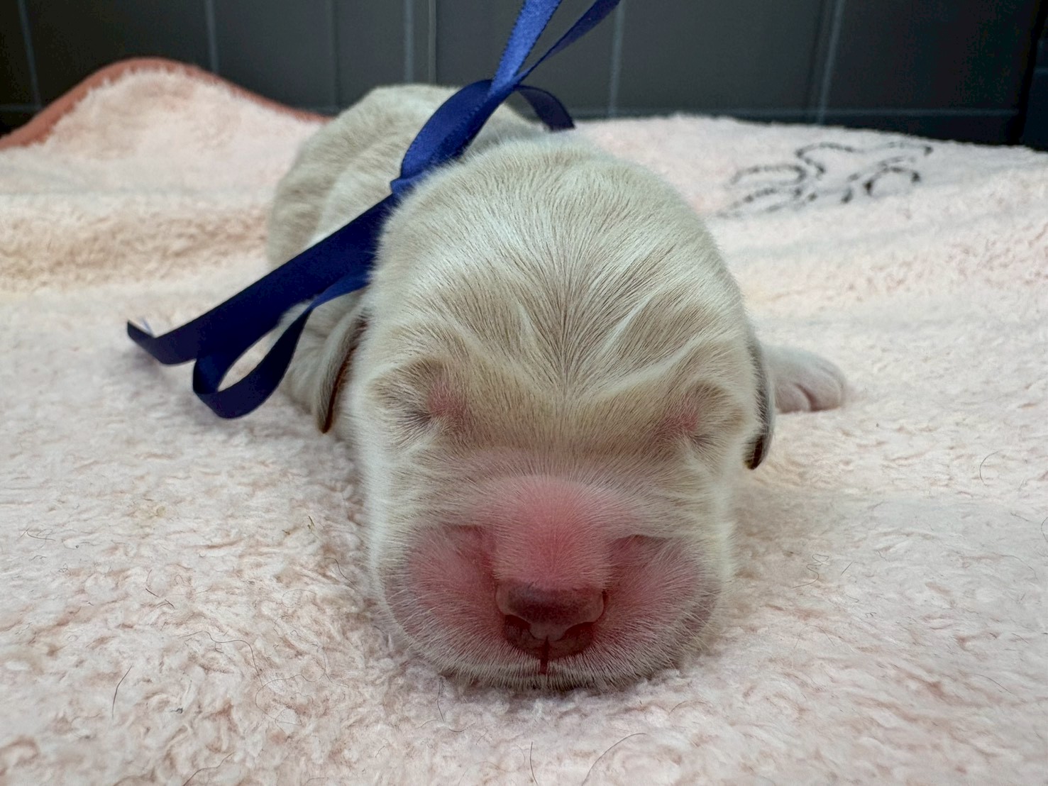 ゴールデン・レトリバー