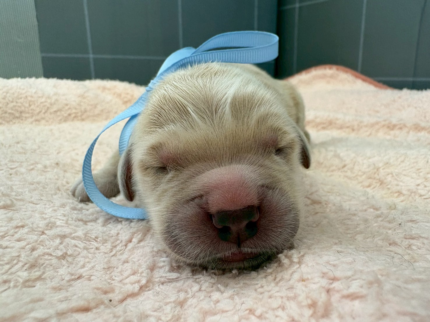 ゴールデン・レトリバー