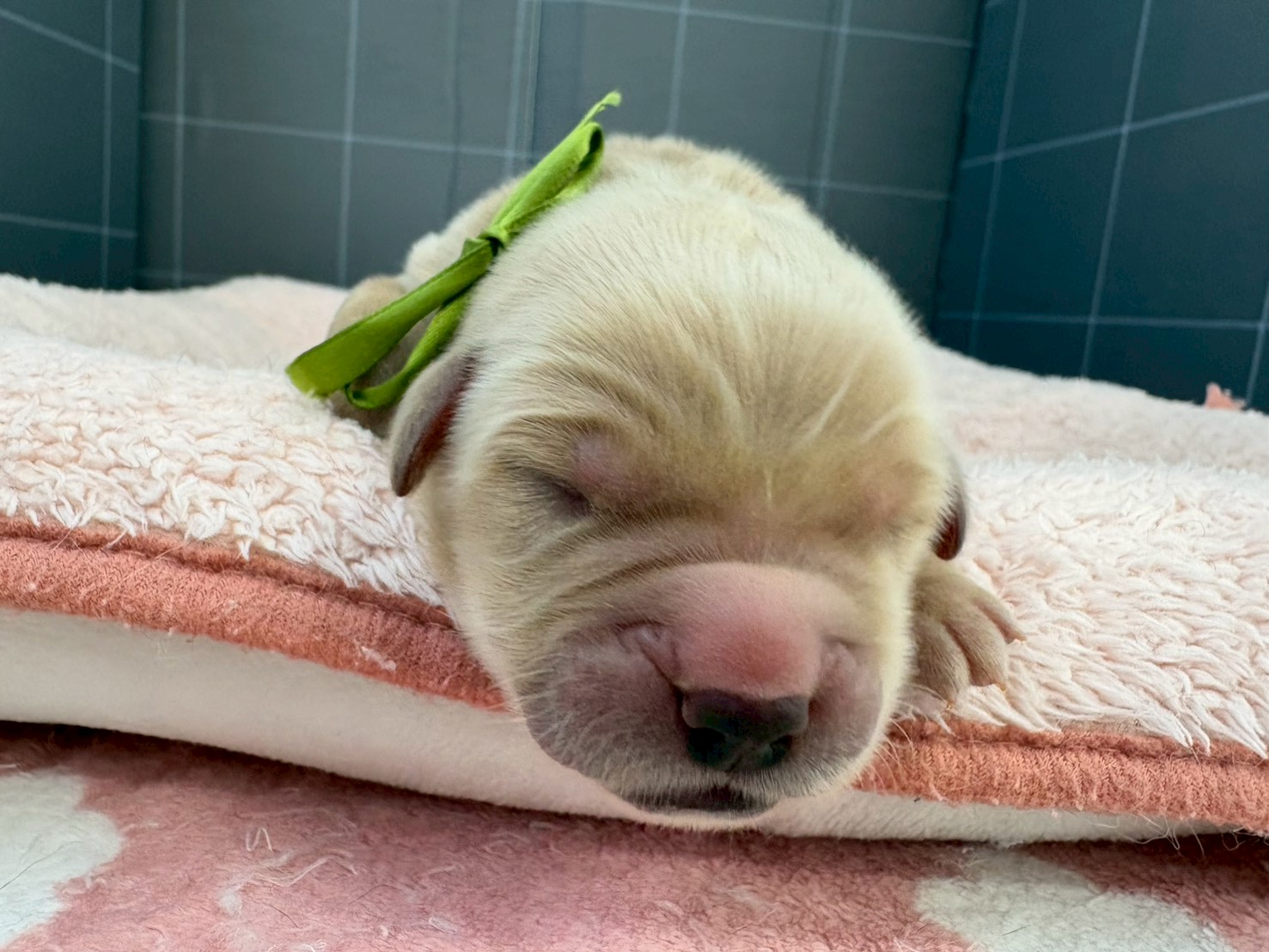 ゴールデン・レトリバー