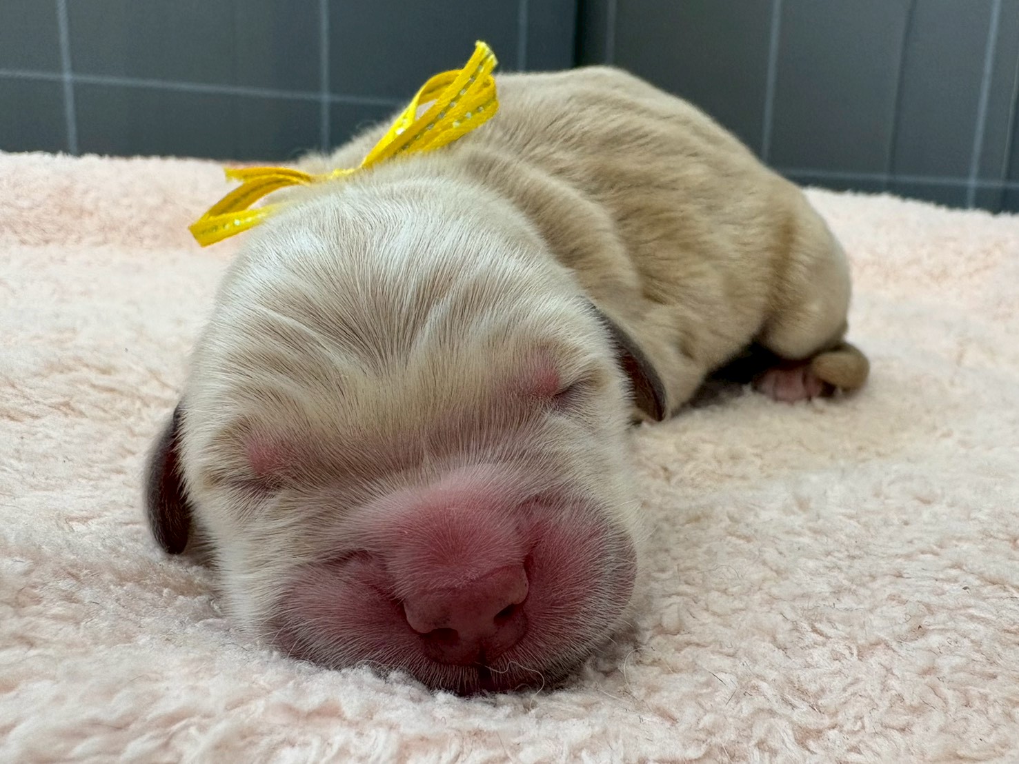 ゴールデン・レトリバー