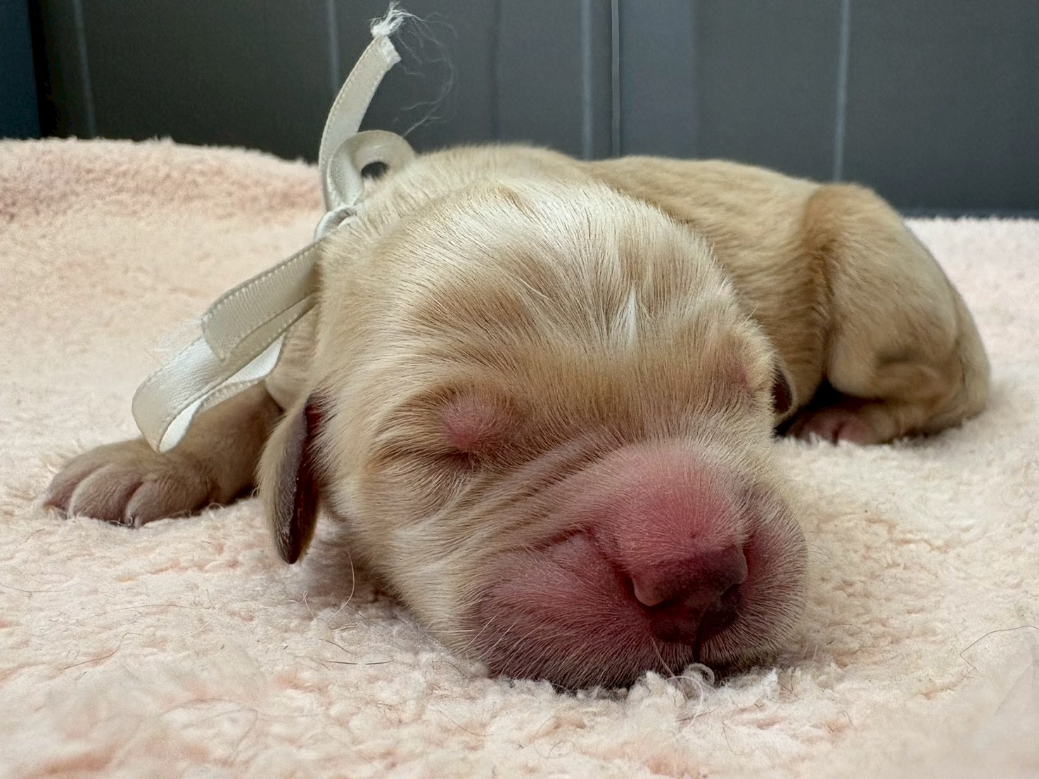 ゴールデン・レトリバー