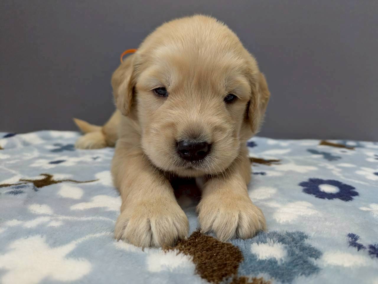 ゴールデン・レトリバー