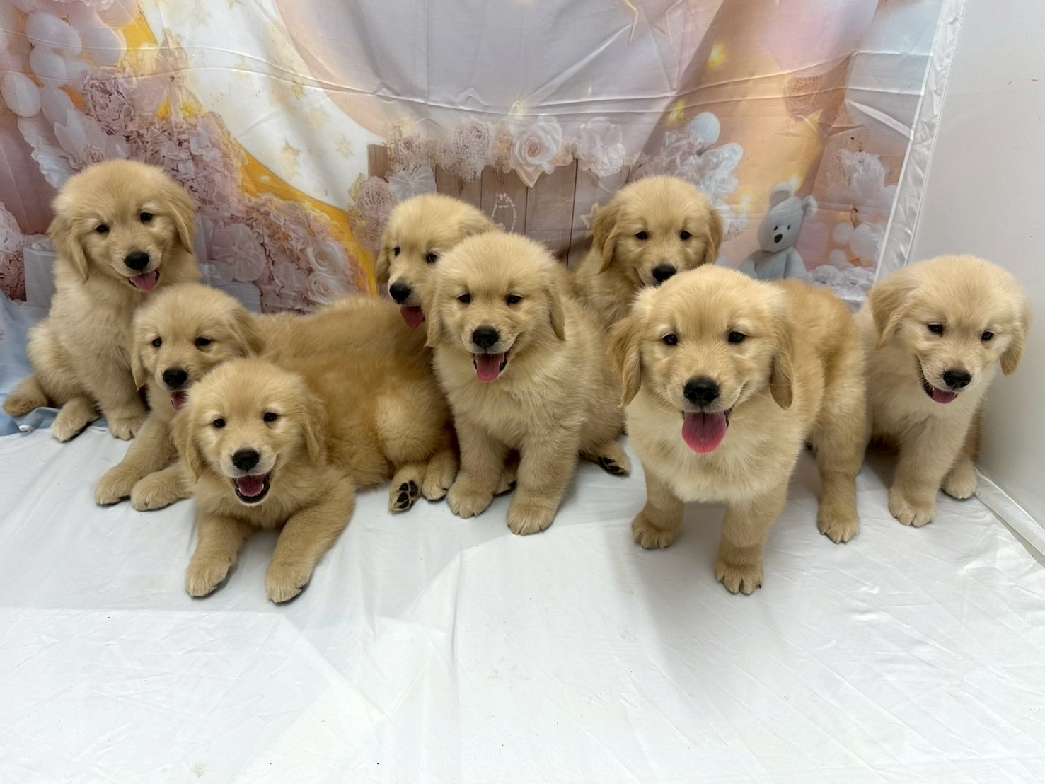 専用ページ  Golden Puppy ゴールデンレトリバー ゴールデン・レトリバーの子犬（オス♂） 岩槻店｜ペットショップCoo＆RIKU