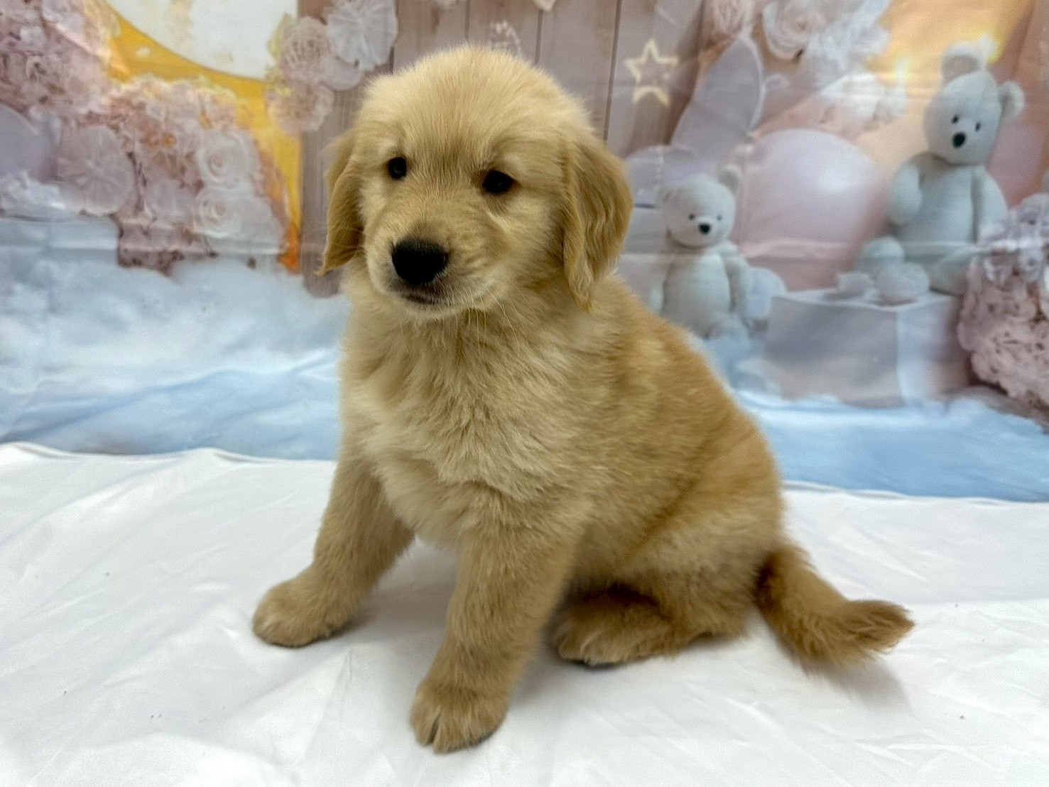ゴールデン・レトリバーの子犬（オス♂） 八戸店｜ペットショップCoo＆RIKU