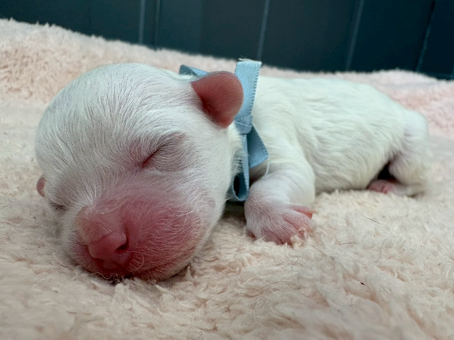 ビション・フリーゼ