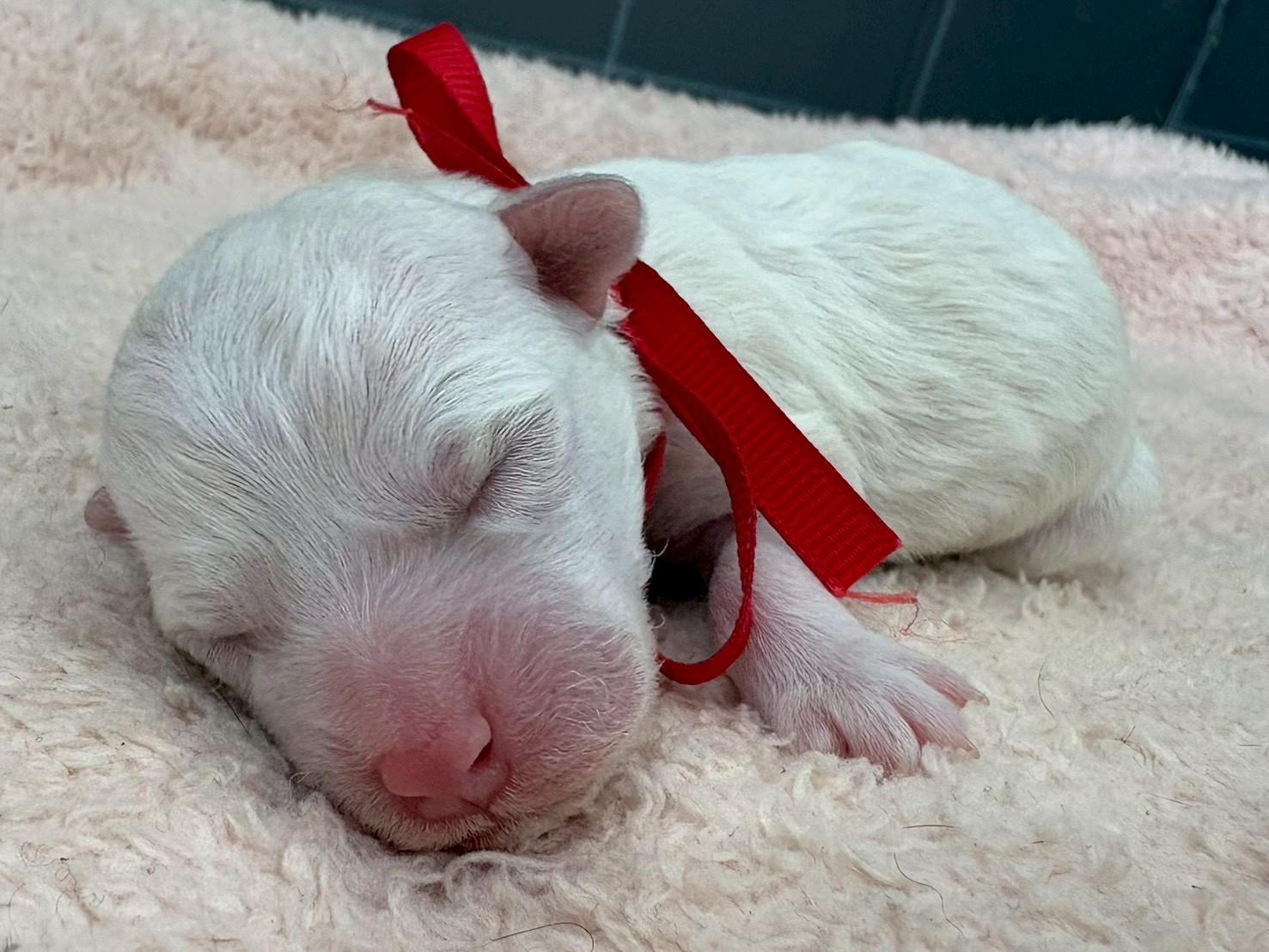 ビション・フリーゼ