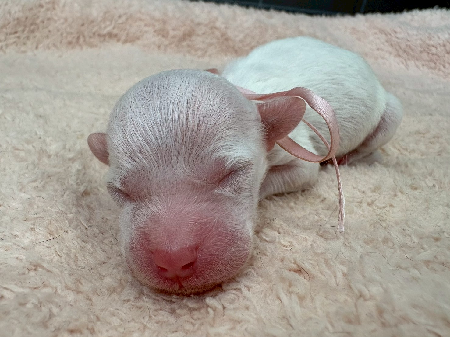 ビション・フリーゼ