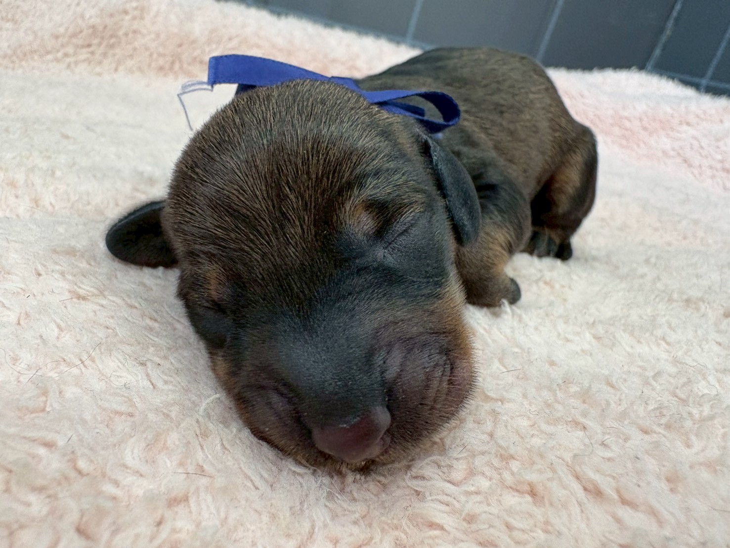 スタンダードダックス（ワイヤーヘアー）