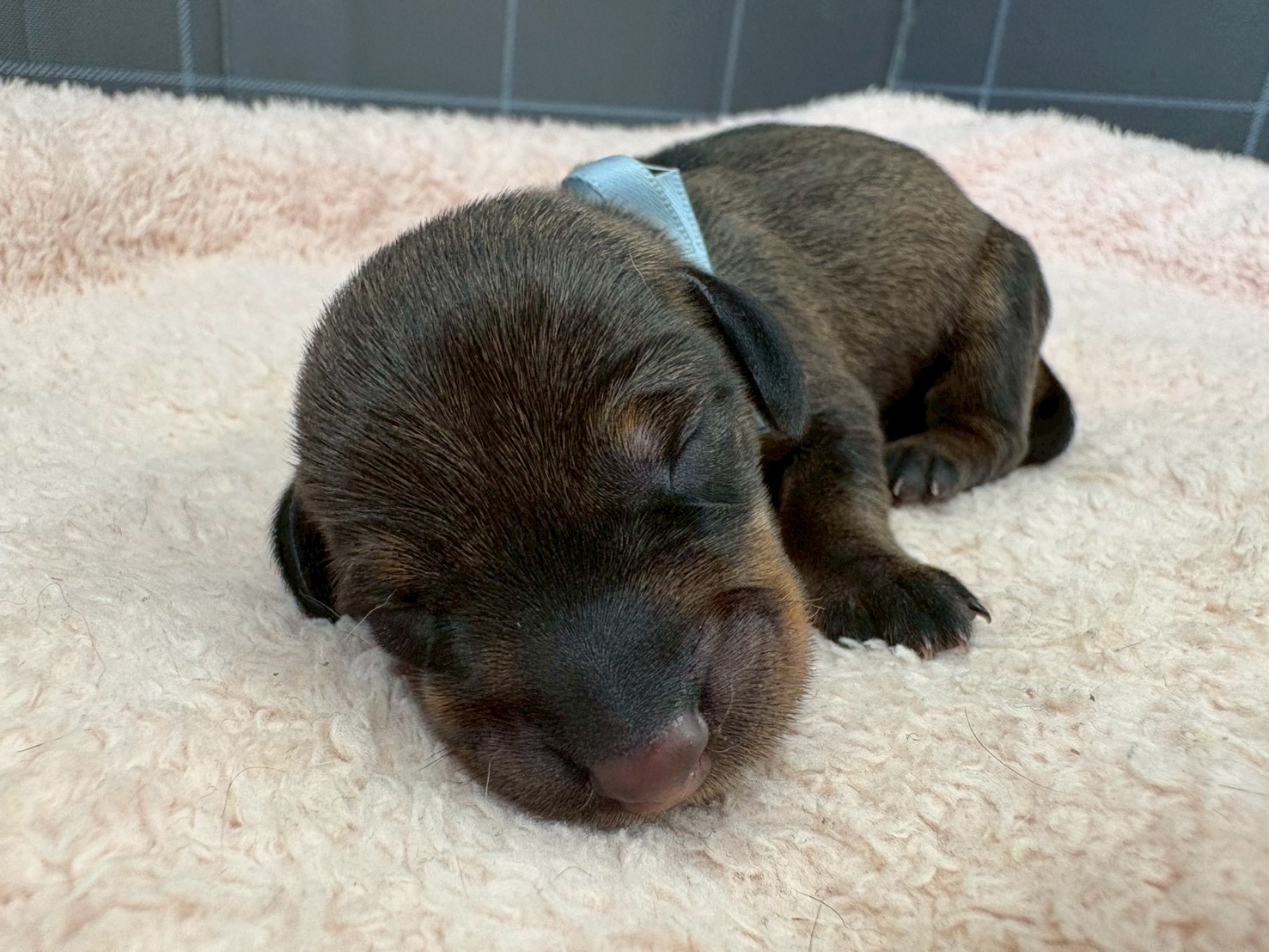 スタンダードダックス（ワイヤーヘアー）