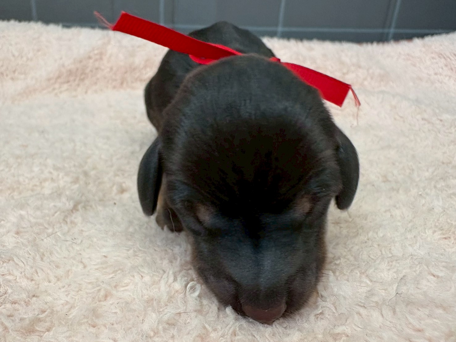 スタンダードダックス（ワイヤーヘアー）