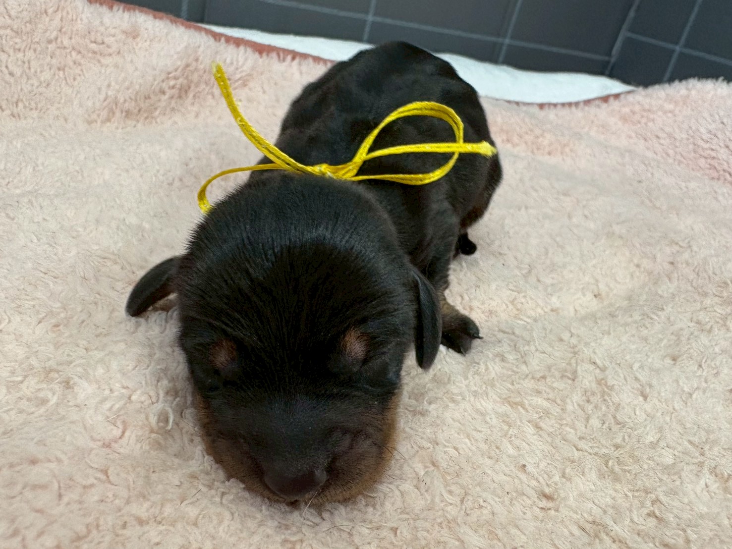 スタンダードダックス（ワイヤーヘアー）