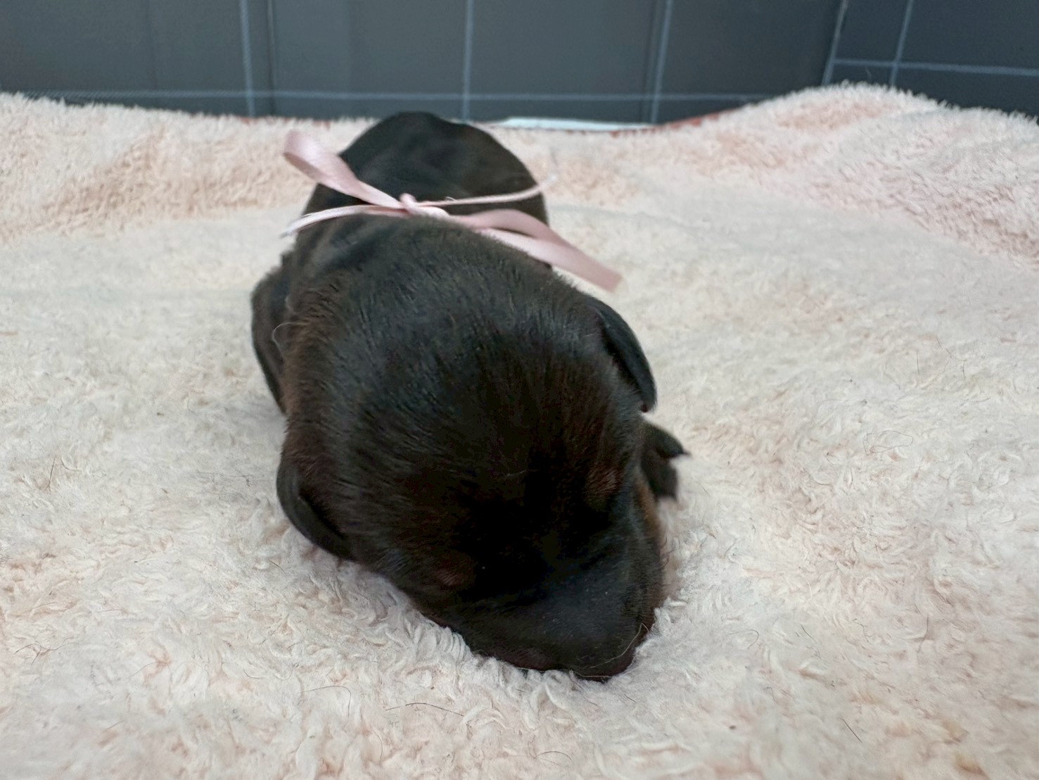 スタンダードダックス（ワイヤーヘアー）