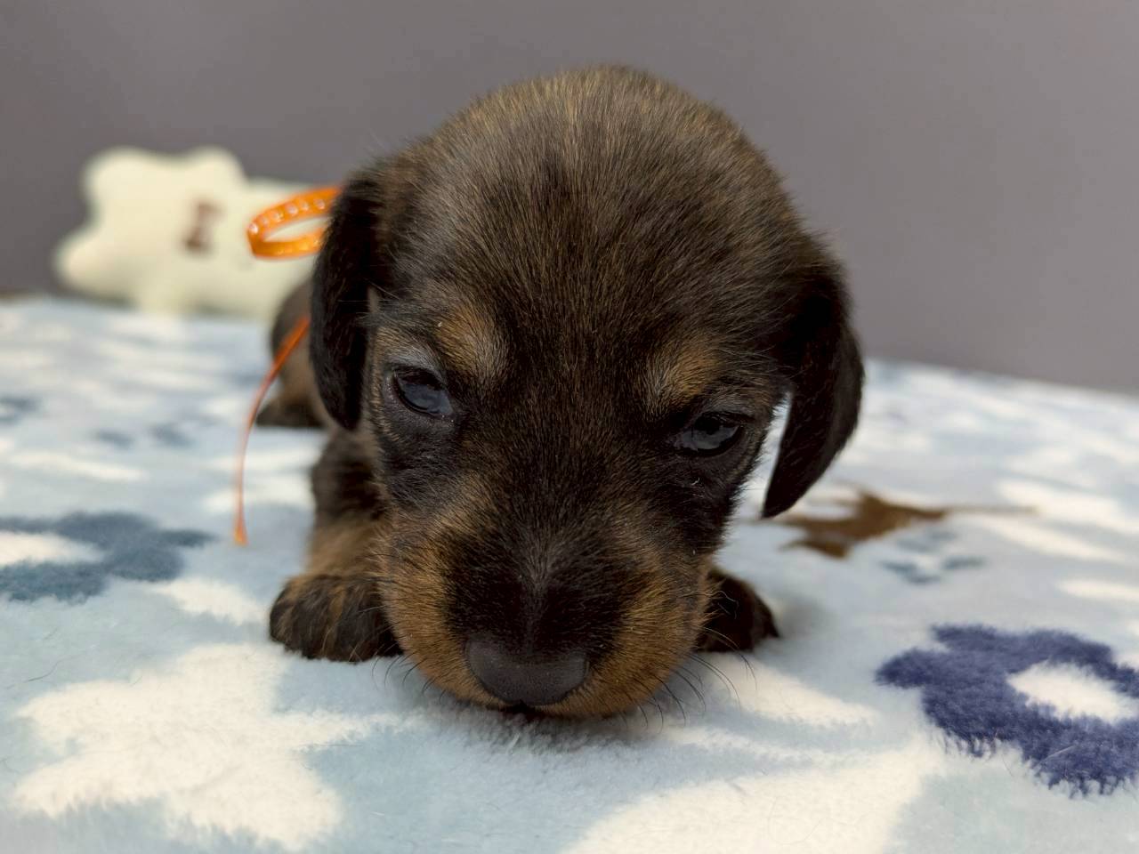 スタンダードダックス（ワイヤーヘアー）