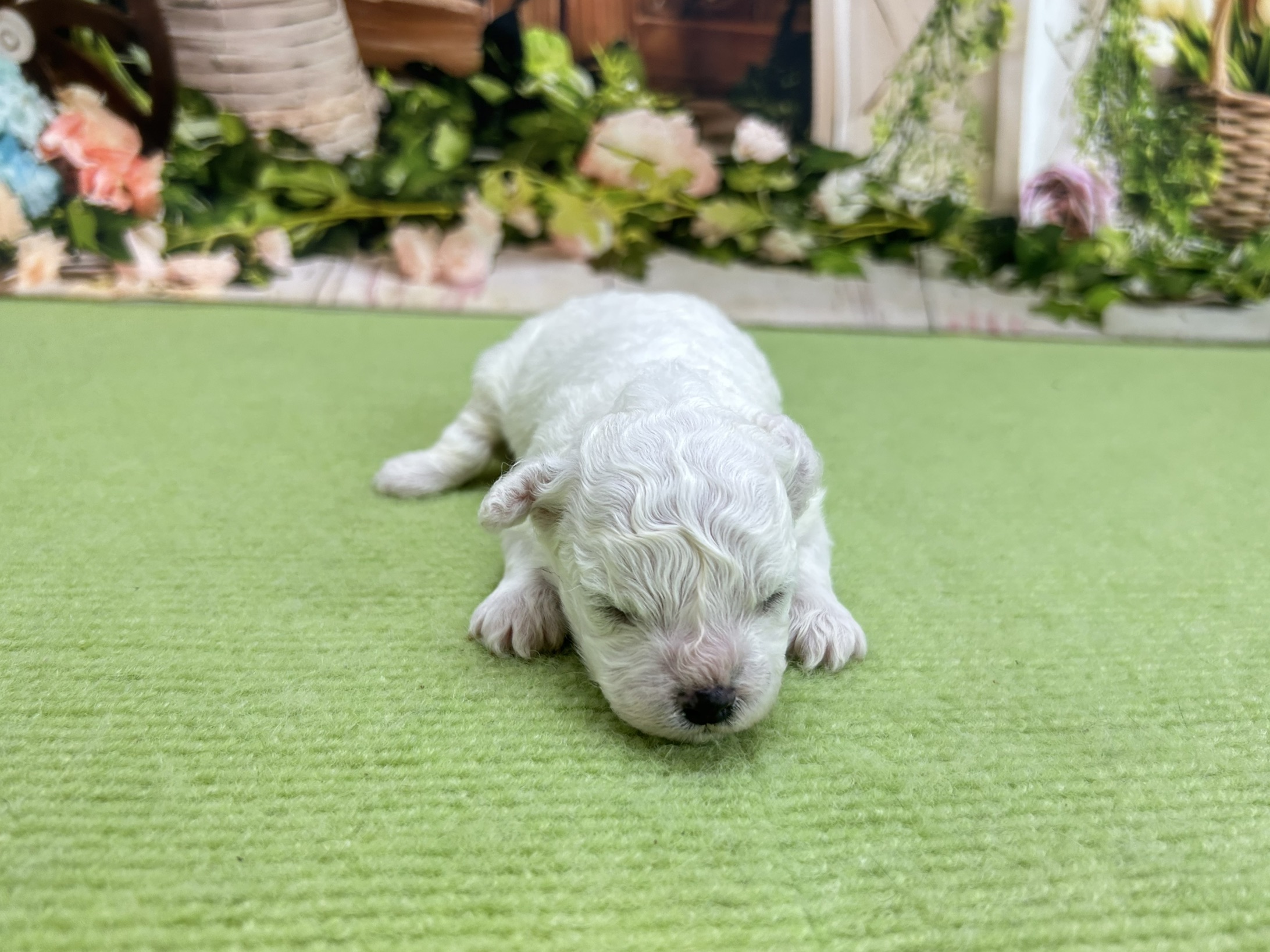 ビション・フリーゼ