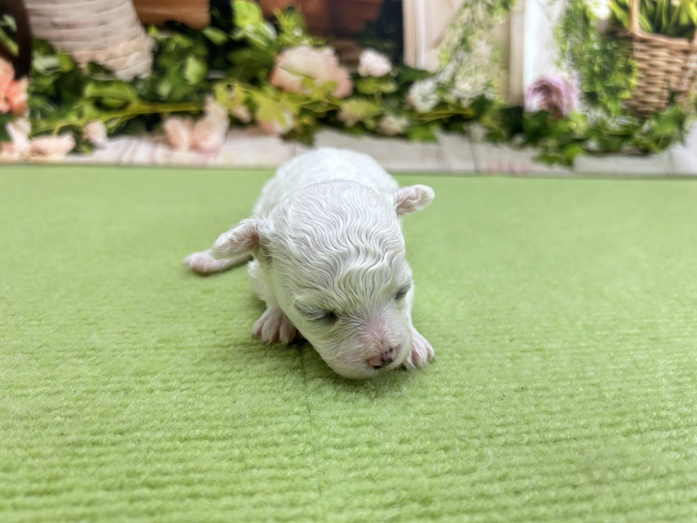 ビション・フリーゼ