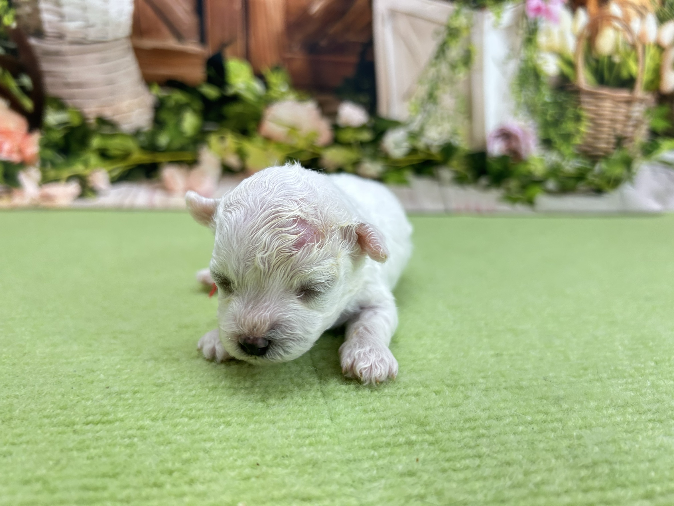 ビション・フリーゼ